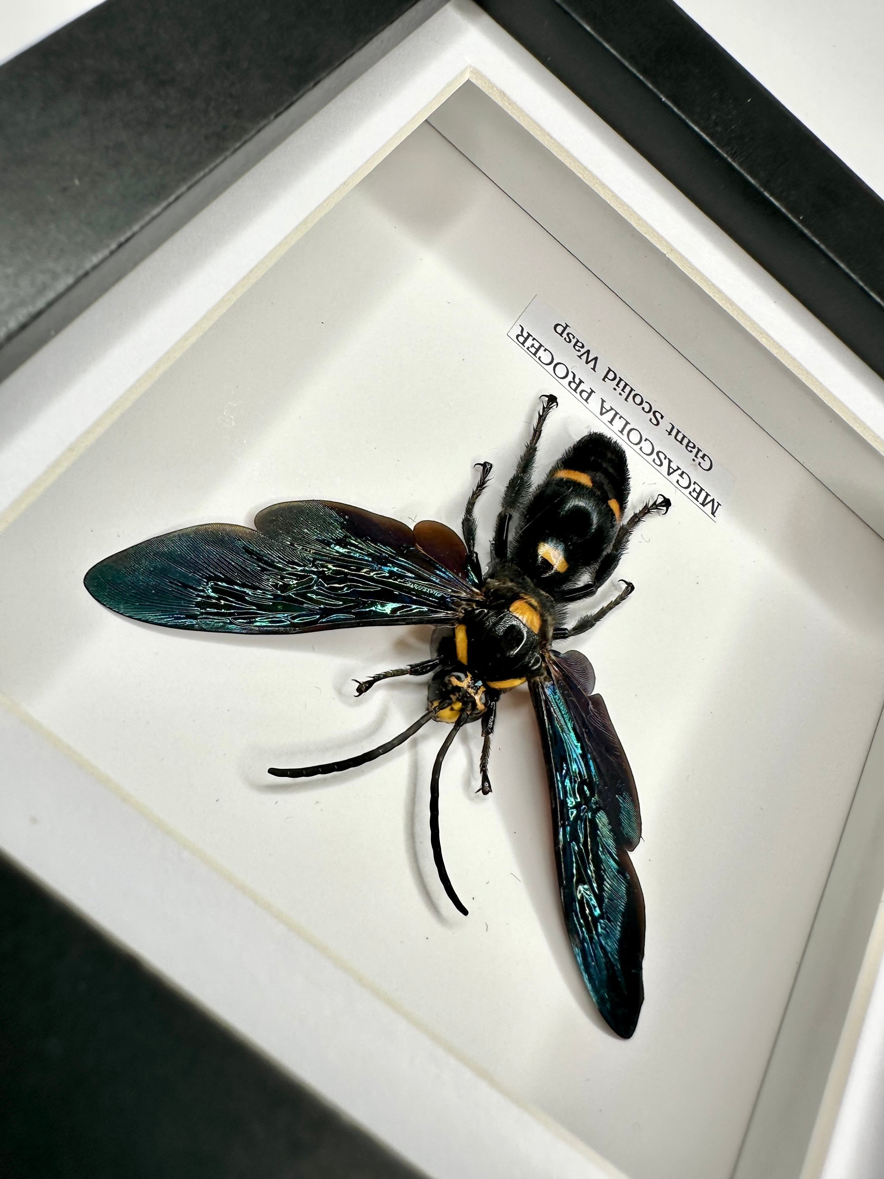 Giant Male Scoliid Wasp also known as Megascolia Procer, Natural Taxidermy Entomology Home Decor Hand made by cuteaholic gifts Framed in a Natural black shadow frame box frame made to Art