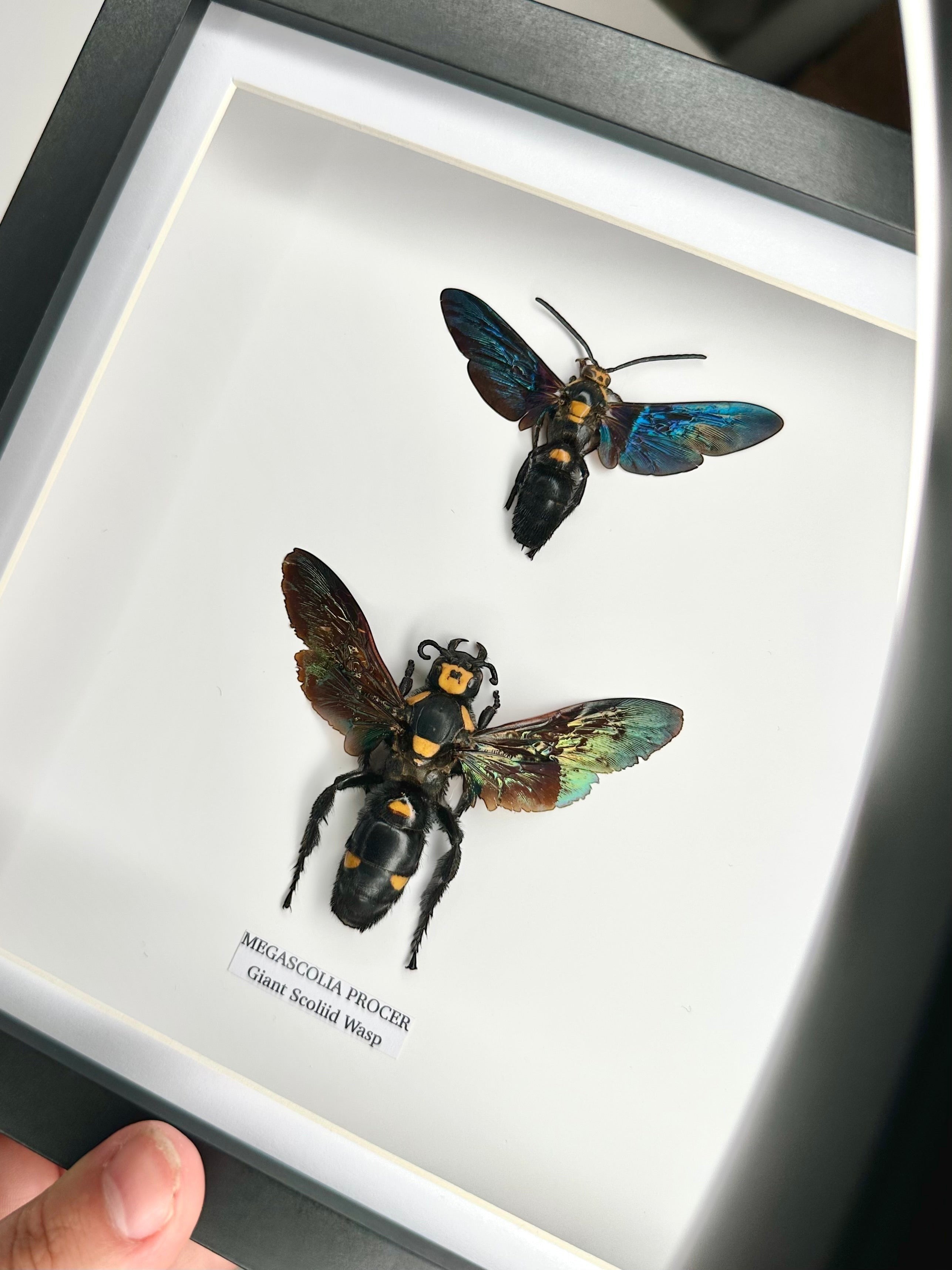 Giant Male Scoliid Wasp also known as Megascolia Procer, Taxidermy Entomology Home Decor Framed in a black deep shadow box frame hand made Natural Art by cuteaholic gifts