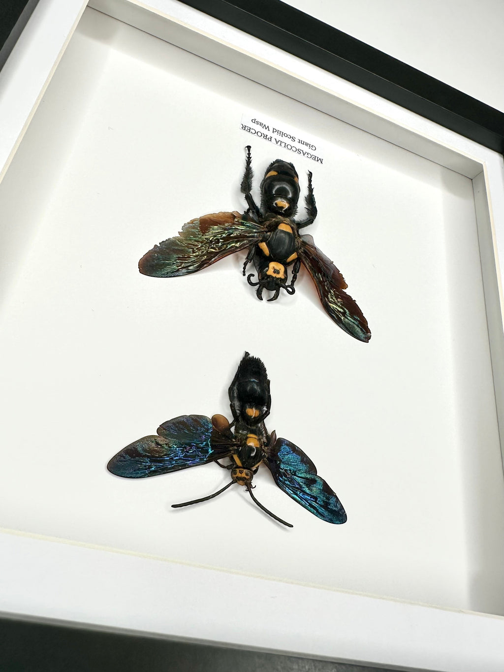 Giant Male Scoliid Wasp also known as Megascolia Procer, Taxidermy Entomology Home Decor Framed in a black deep shadow box frame hand made Natural Art by cuteaholic gifts