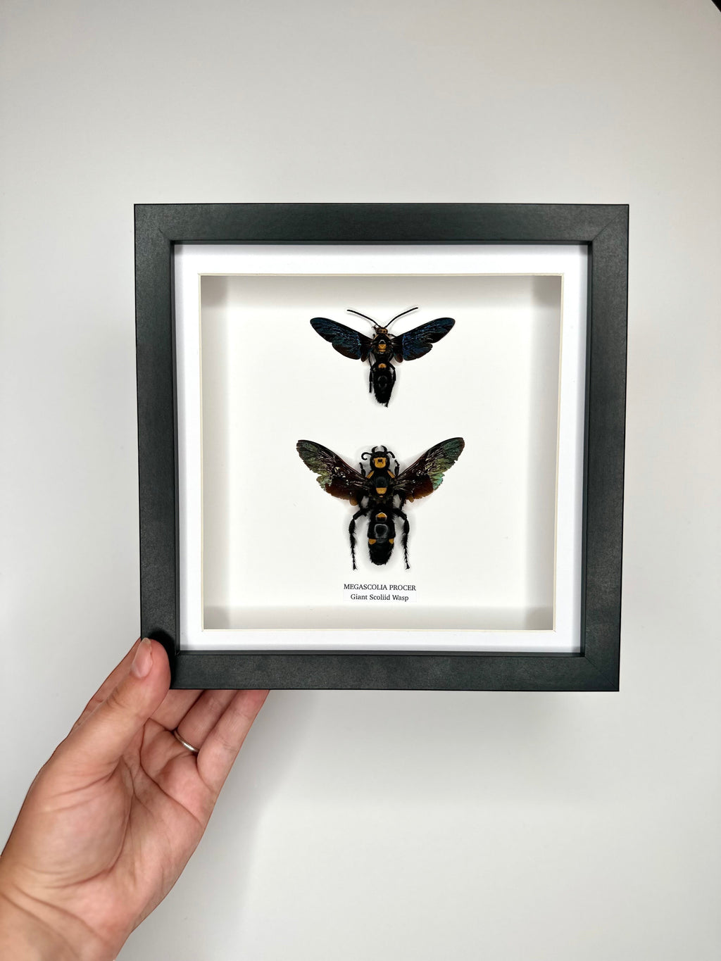 Giant Male Scoliid Wasp also known as Megascolia Procer, Taxidermy Entomology Home Decor Framed in a black deep shadow box frame hand made Natural Art by cuteaholic gifts