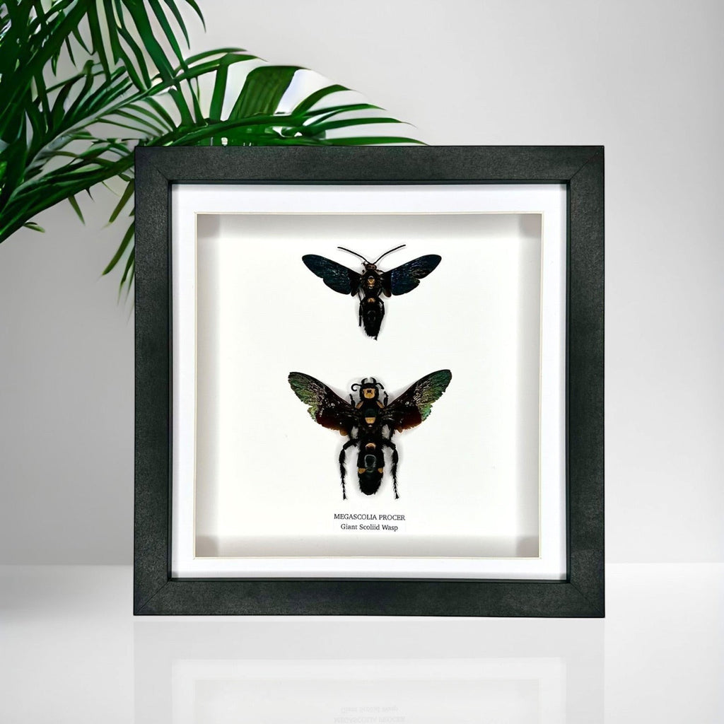 Giant Male Scoliid Wasp also known as Megascolia Procer, Taxidermy Entomology Home Decor Framed in a black deep shadow box frame hand made Natural Art by cuteaholic gifts