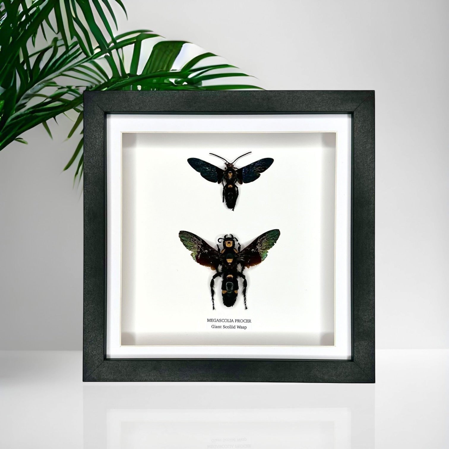 Giant Male Scoliid Wasp also known as Megascolia Procer, Taxidermy Entomology Home Decor Framed in a black deep shadow box frame hand made Natural Art by cuteaholic gifts