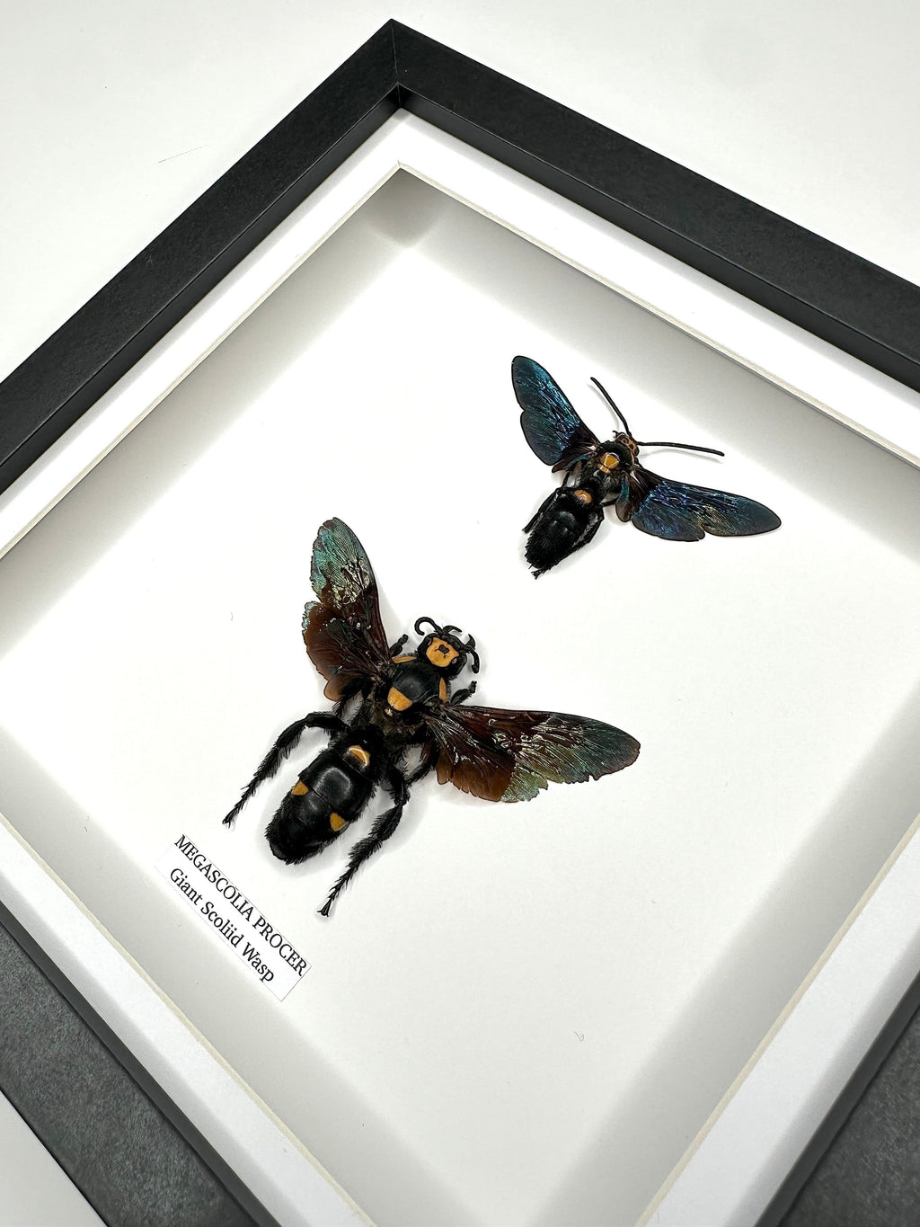 Giant Male Scoliid Wasp also known as Megascolia Procer, Taxidermy Entomology Home Decor Framed in a black deep shadow box frame hand made Natural Art by cuteaholic gifts