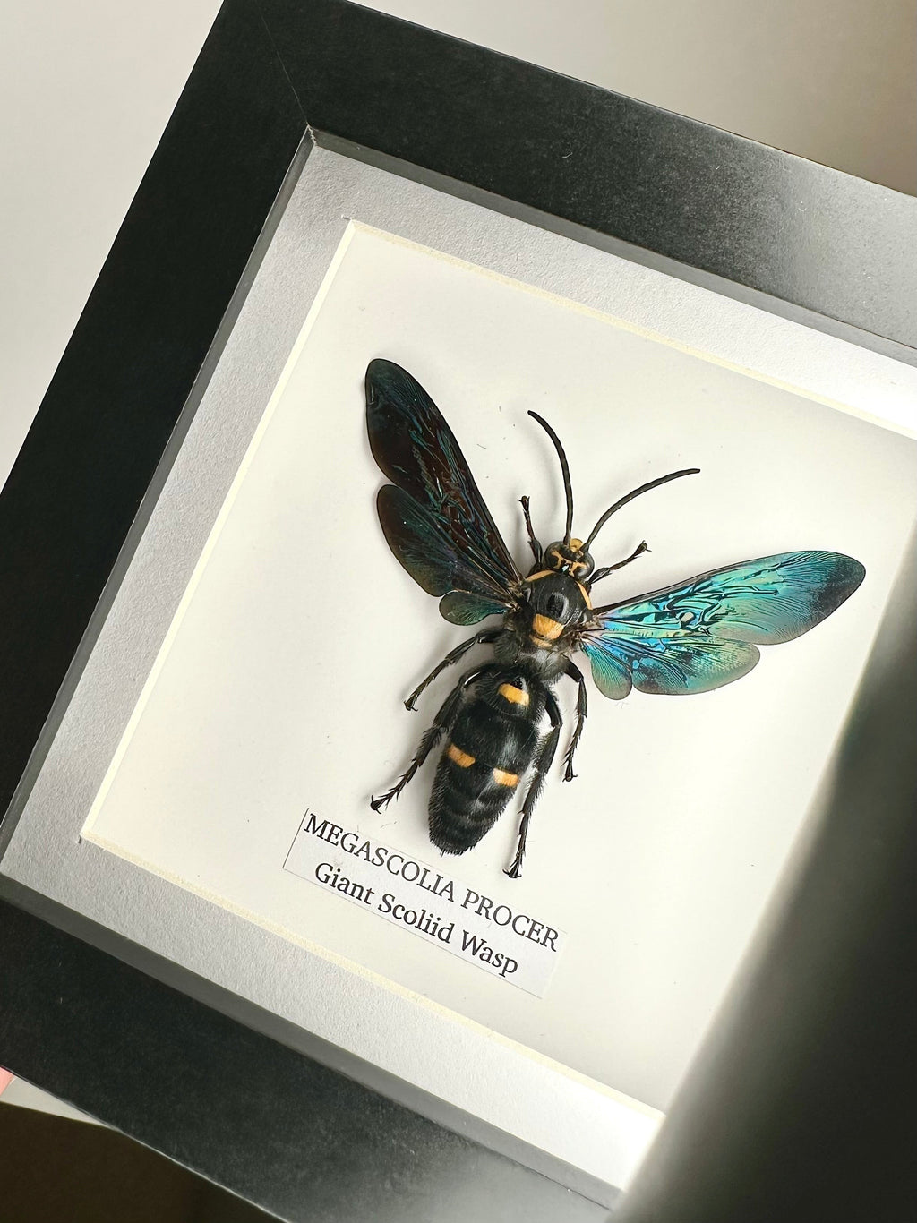 Giant Male Scoliid Wasp also known as Megascolia Procer, Natural Taxidermy Entomology Home Decor Hand made by cuteaholic gifts Framed in a Natural black shadow frame box frame made to Art