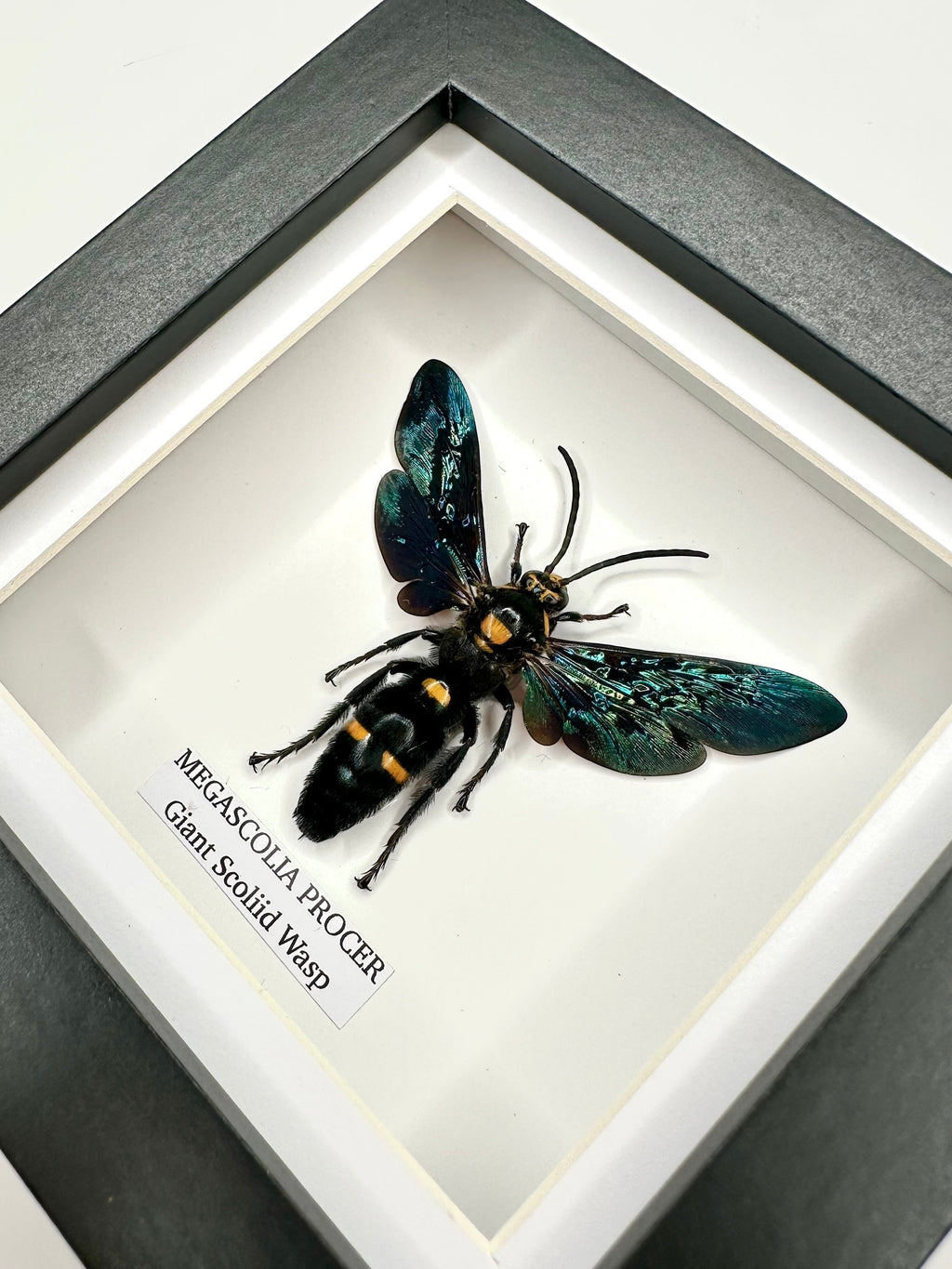 Giant Male Scoliid Wasp also known as Megascolia Procer, Natural Taxidermy Entomology Home Decor Hand made by cuteaholic gifts Framed in a Natural black shadow frame box frame made to Art