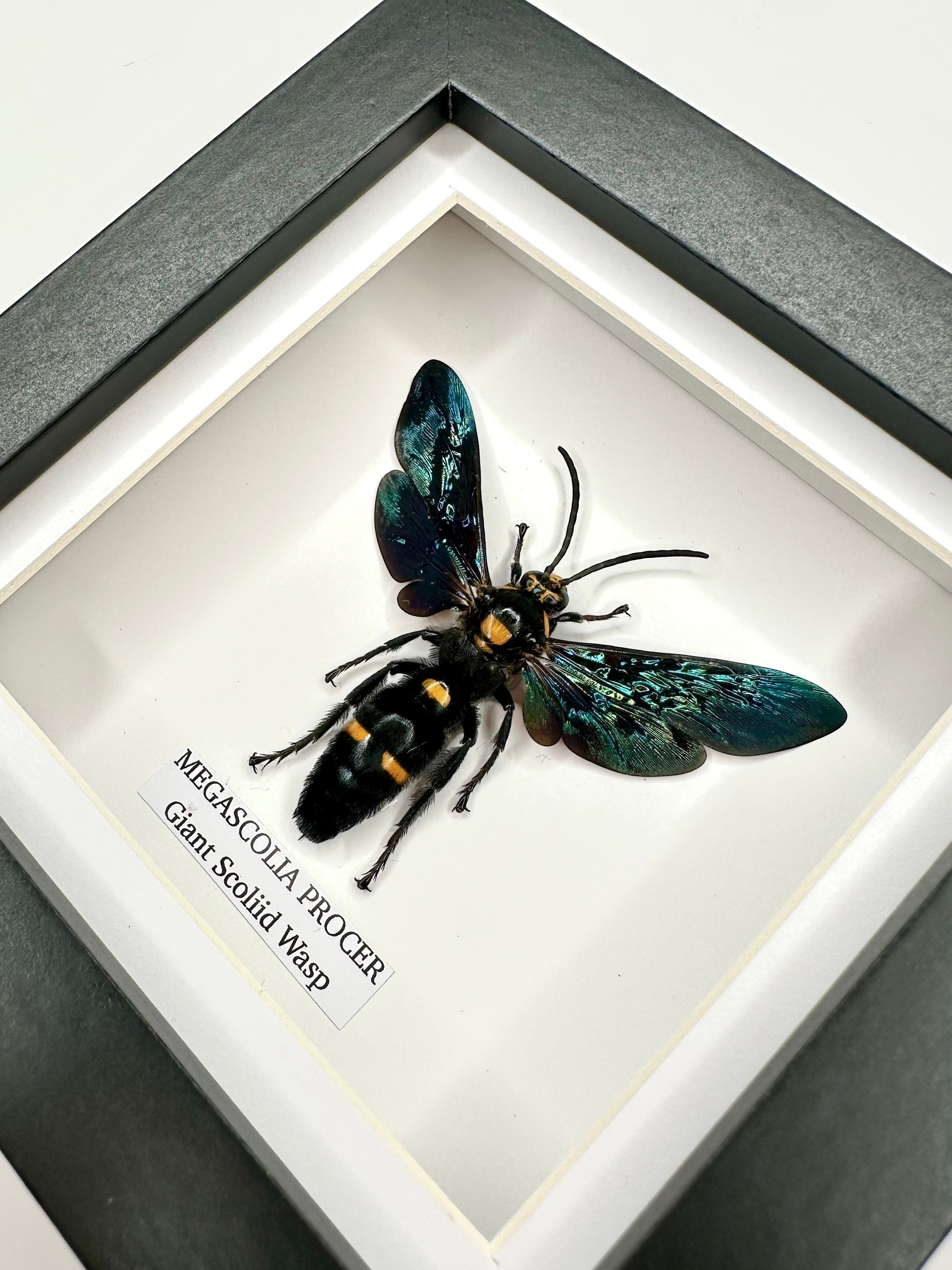Giant Male Scoliid Wasp also known as Megascolia Procer, Natural Taxidermy Entomology Home Decor Hand made by cuteaholic gifts Framed in a Natural black shadow frame box frame made to Art