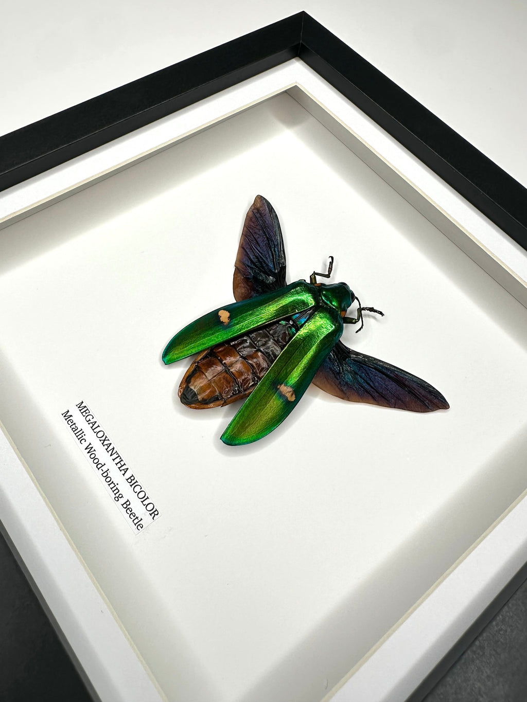 Giant Metallic Wood-boring Beetle also known as Megaloxantha Bicolor in a black deep shadow Medium Frame - Taxidermy Entomology Home Decor hand made Framed Natural Art by cuteaholic gifts