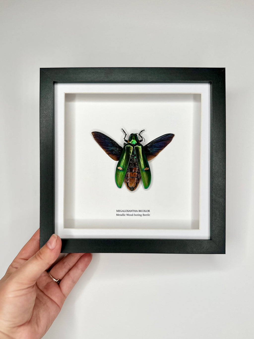 Giant Metallic Wood-boring Beetle also known as Megaloxantha Bicolor in a black deep shadow Medium Frame - Taxidermy Entomology Home Decor hand made Framed Natural Art by cuteaholic gifts
