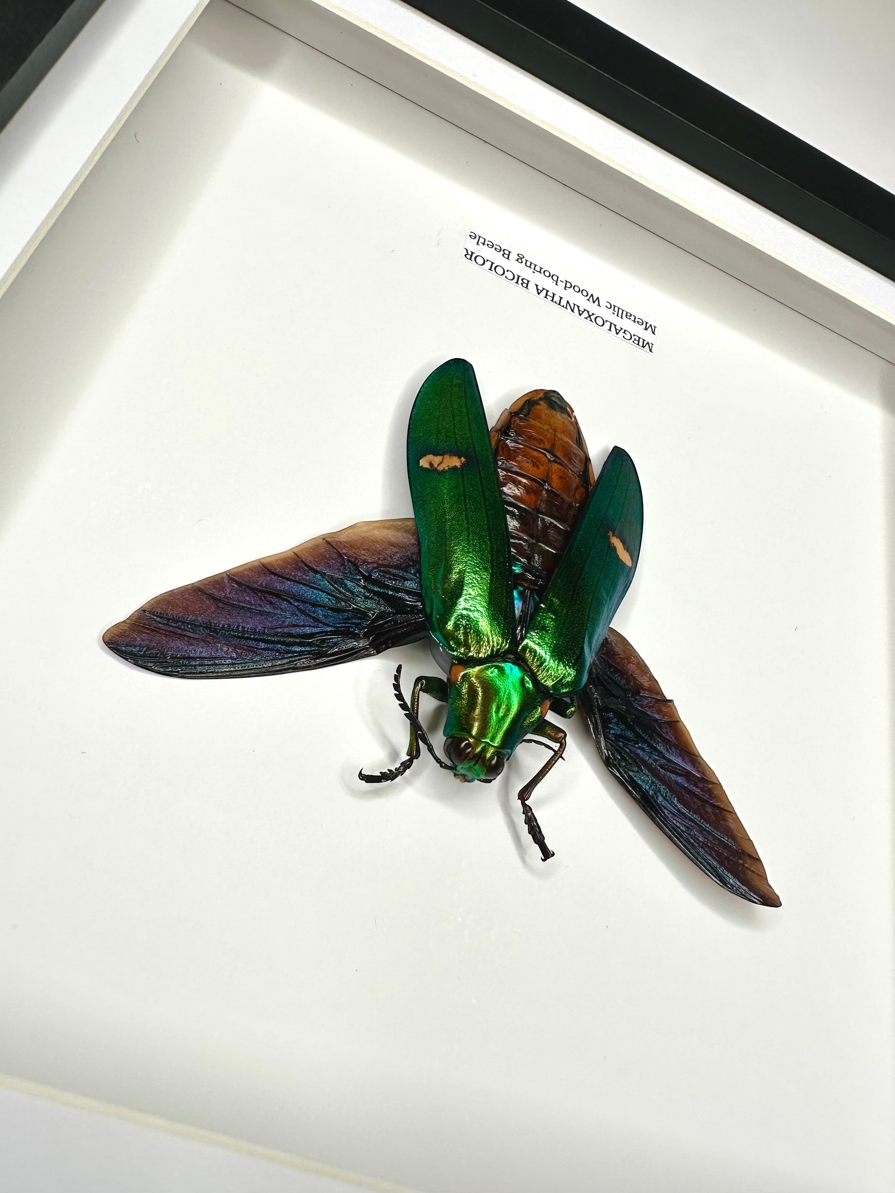 Giant Metallic Wood-boring Beetle also known as Megaloxantha Bicolor in a black deep shadow Medium Frame - Taxidermy Entomology Home Decor hand made Framed Natural Art by cuteaholic gifts