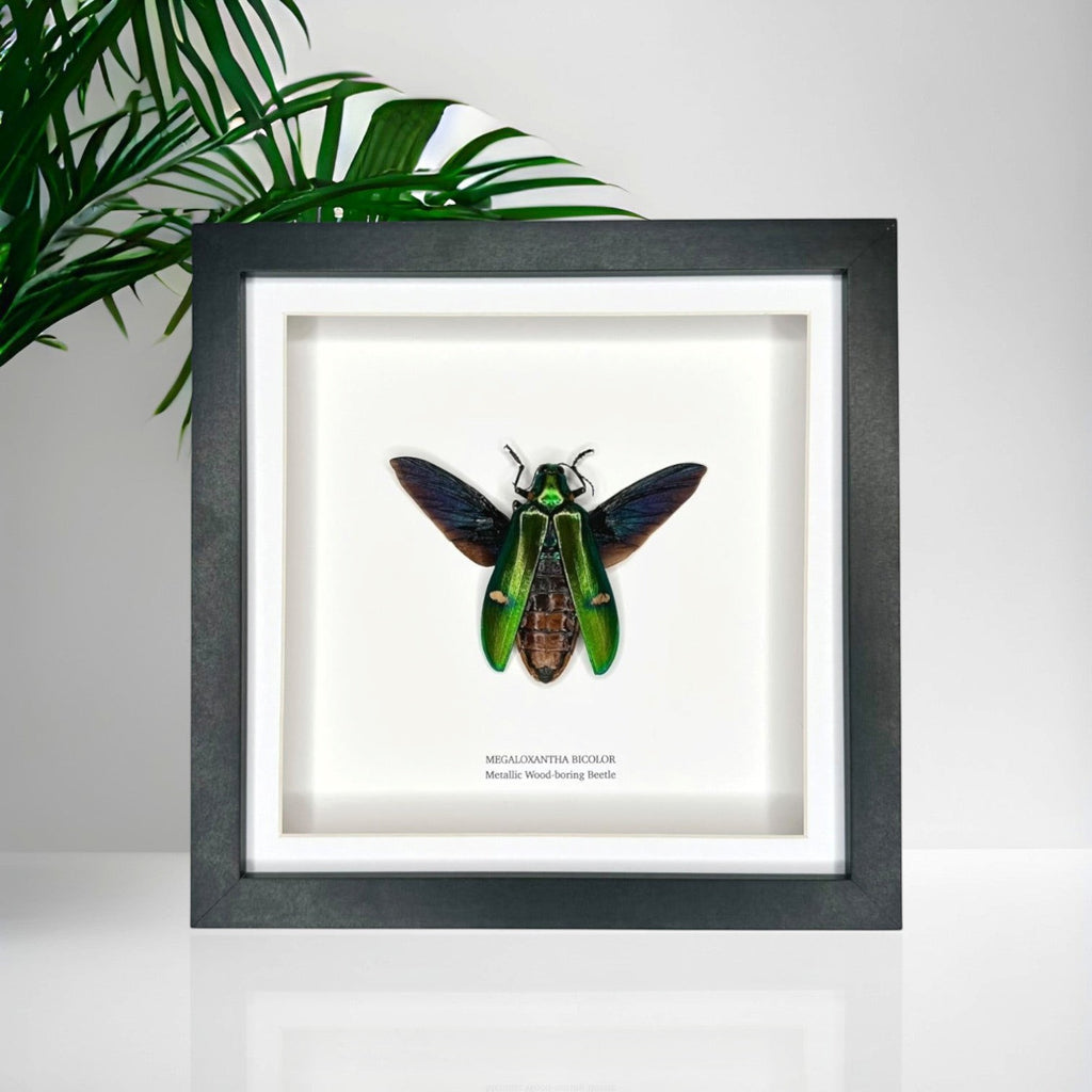 Giant Metallic Wood-boring Beetle also known as Megaloxantha Bicolor in a black deep shadow Medium Frame - Taxidermy Entomology Home Decor hand made Framed Natural Art by cuteaholic gifts