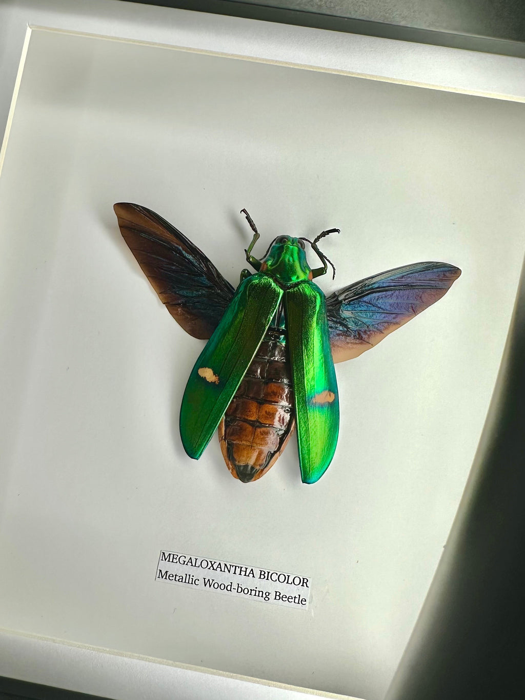 Giant Metallic Wood-boring Beetle also known as Megaloxantha Bicolor in a black deep shadow Medium Frame - Taxidermy Entomology Home Decor hand made Framed Natural Art by cuteaholic gifts