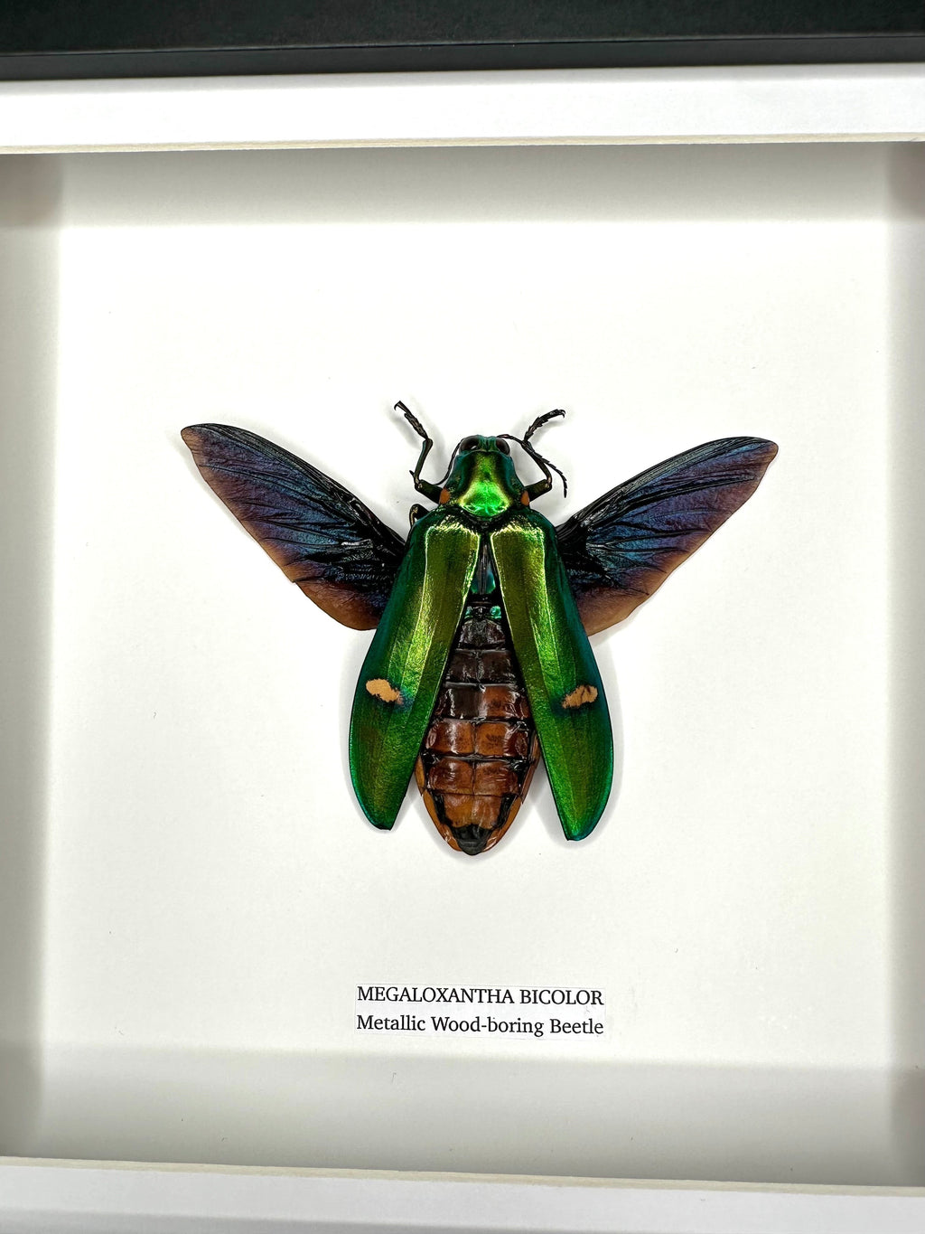 Giant Metallic Wood-boring Beetle also known as Megaloxantha Bicolor in a black deep shadow Medium Frame - Taxidermy Entomology Home Decor hand made Framed Natural Art by cuteaholic gifts