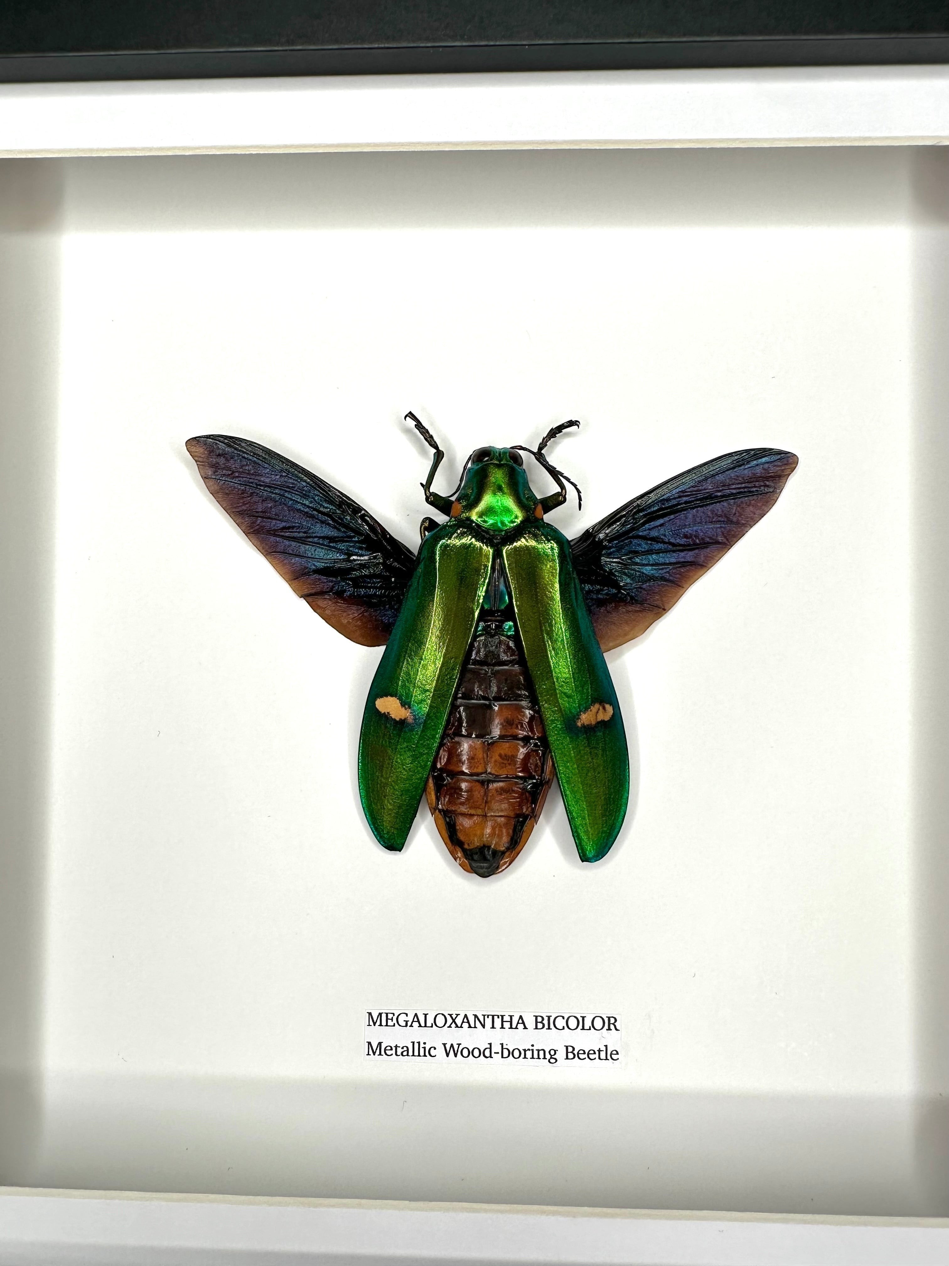 Giant Metallic Wood-boring Beetle also known as Megaloxantha Bicolor in a black deep shadow Medium Frame - Taxidermy Entomology Home Decor hand made Framed Natural Art by cuteaholic gifts