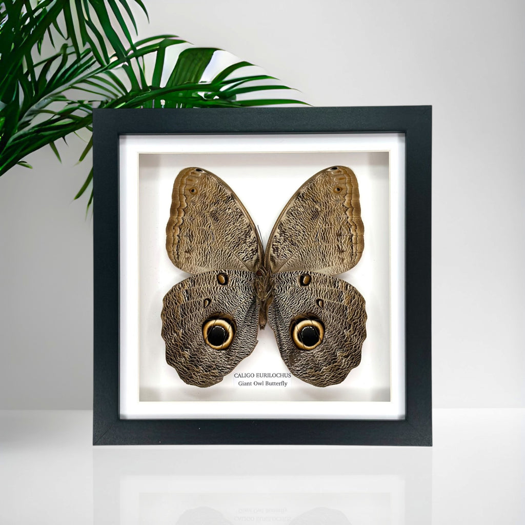 Giant Owl Butterfly | Caligo Eurilochus • Medium Frame • Entomology Frame