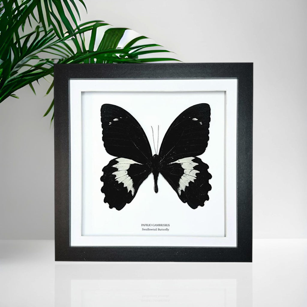 Giant Papilio Gambrisius Swallowtail | Medium Frame • Taxidermy Entomology Home Decor Framed Art