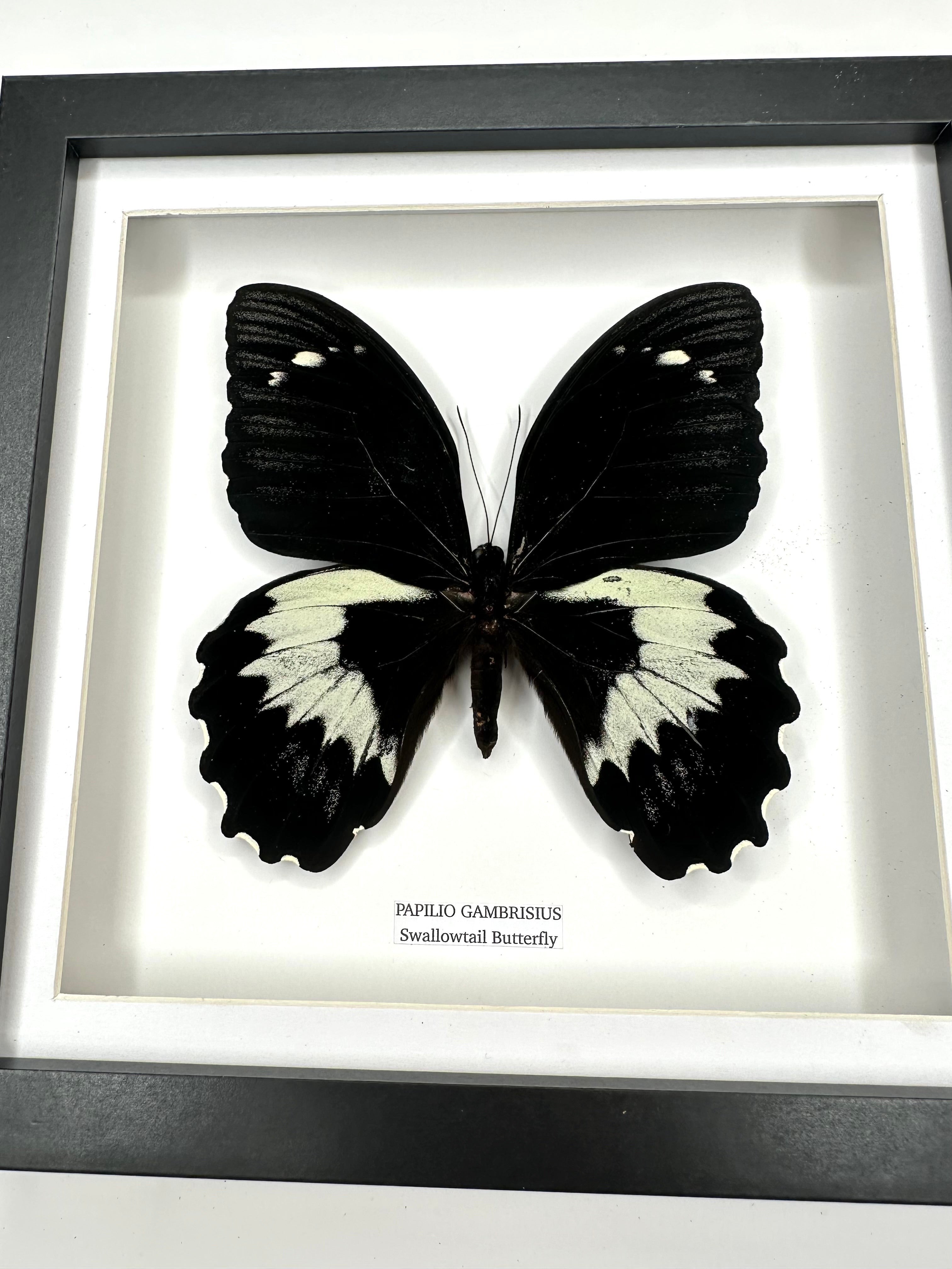 Giant Papilio Gambrisius Swallowtail | Medium deep black shadow Frame - Taxidermy Entomology Home Decor Framed Natural Art handmade by cuteaholic gifts