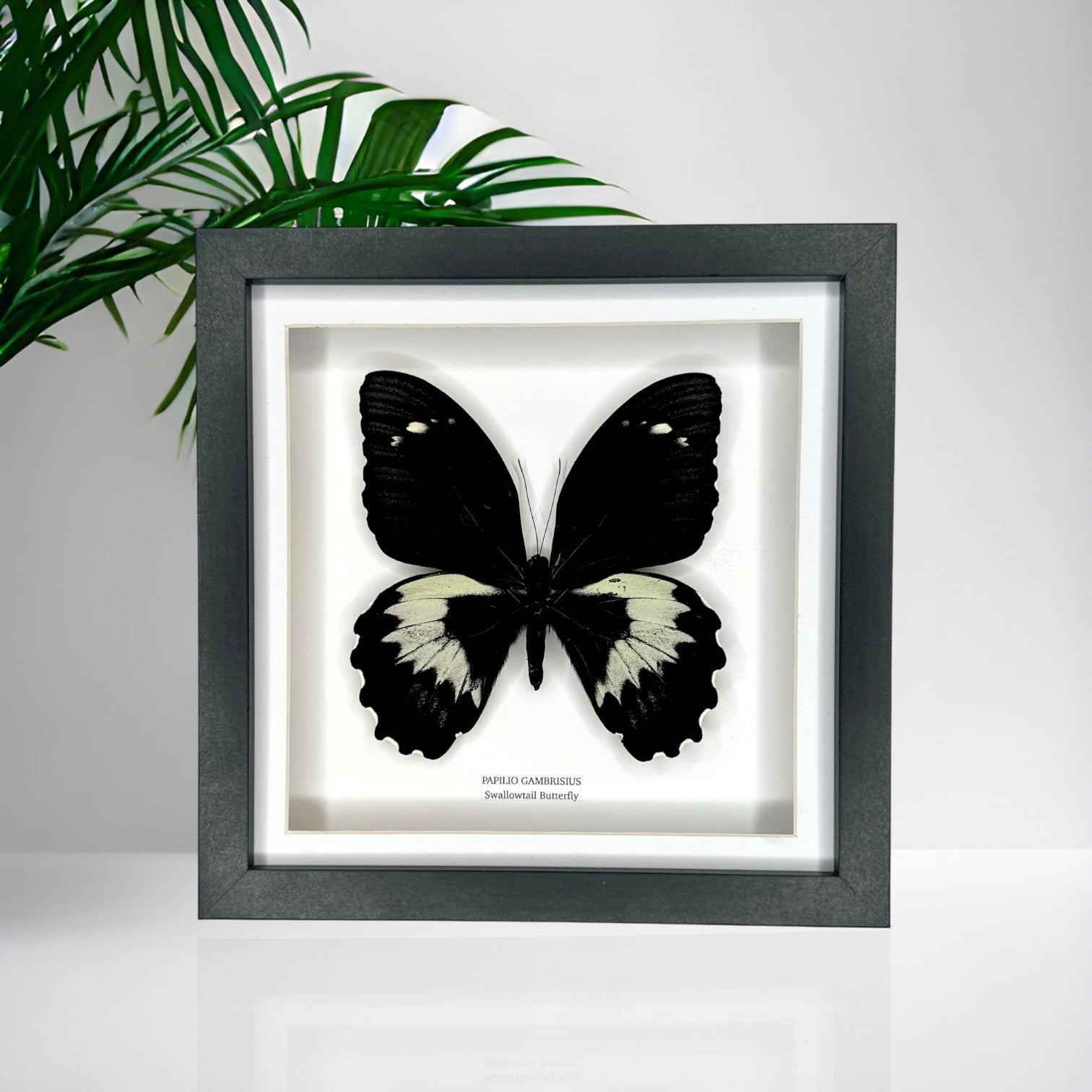 Giant Papilio Gambrisius Swallowtail | Medium deep black shadow Frame - Taxidermy Entomology Home Decor Framed Natural Art handmade by cuteaholic gifts