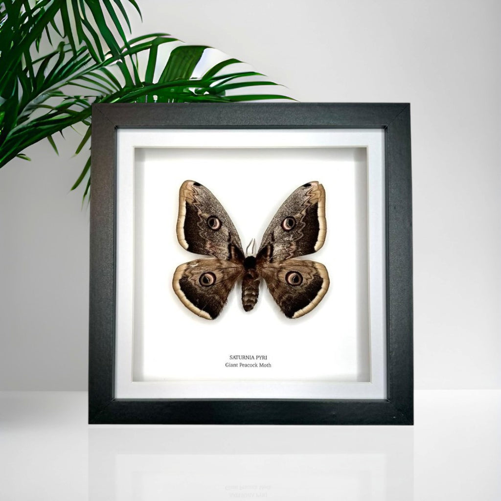 Giant Peacock Moth | Saturnia Pyri | Medium Frame • Taxidermy Entomology Home Decor Framed Art