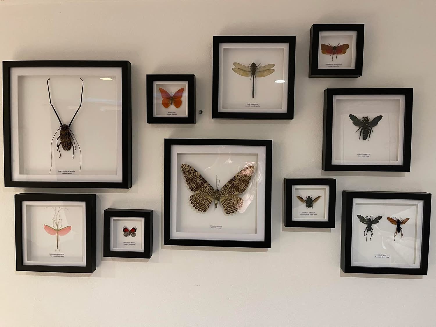 Giant Scoliid Wasp also known as a Female Megascolia Procer framed in a black shadow frame Medium Frame, Taxidermy Entomology Home Decor Natural Framed Art hand made by cuteaholic gifts