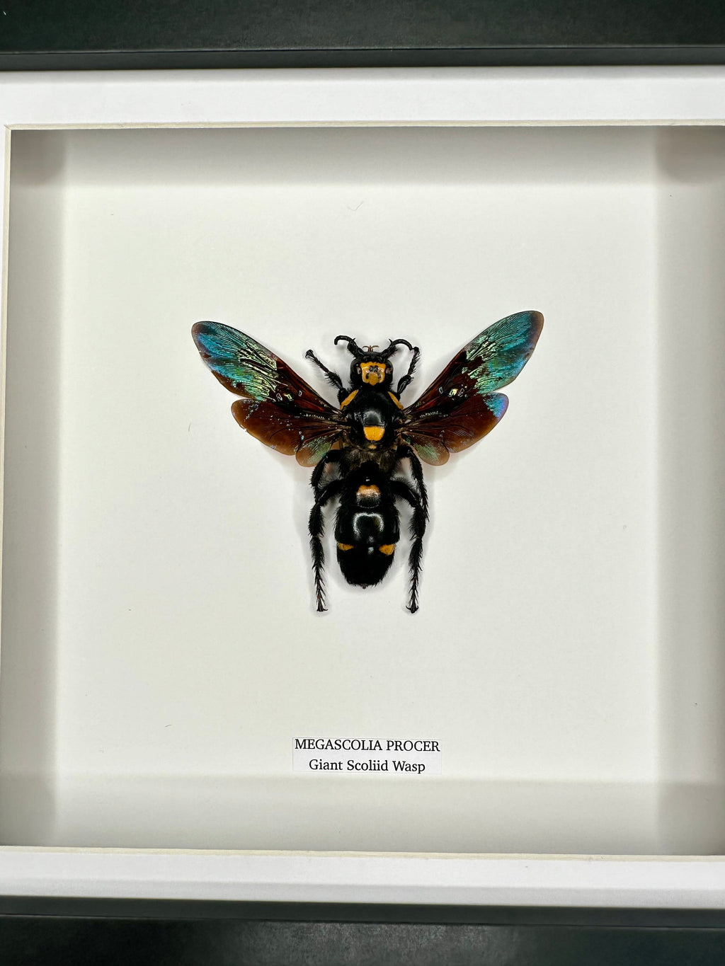 Giant Scoliid Wasp also known as a Female Megascolia Procer framed in a black shadow frame Medium Frame, Taxidermy Entomology Home Decor Natural Framed Art hand made by cuteaholic gifts
