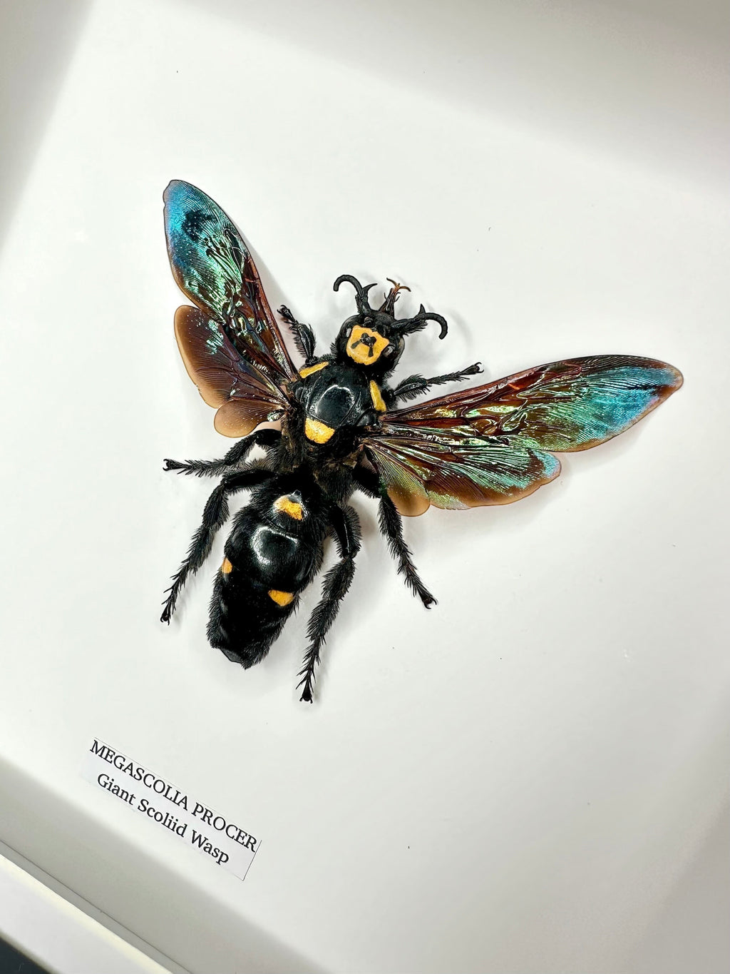 Giant Scoliid Wasp also known as a Female Megascolia Procer framed in a black shadow frame Medium Frame, Taxidermy Entomology Home Decor Natural Framed Art hand made by cuteaholic gifts
