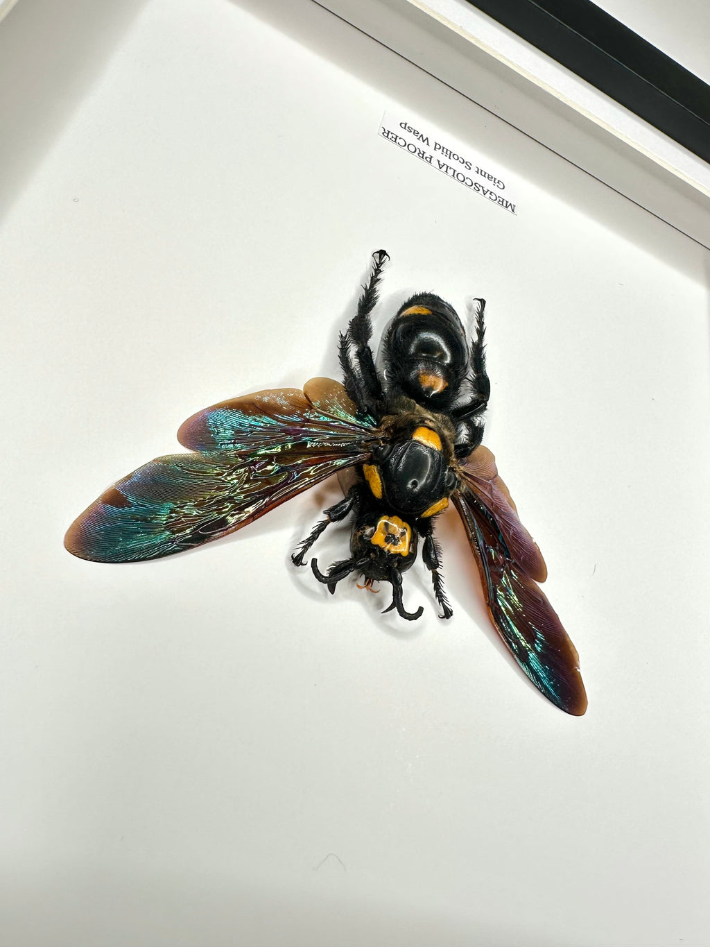 Giant Scoliid Wasp also known as a Female Megascolia Procer framed in a black shadow frame Medium Frame, Taxidermy Entomology Home Decor Natural Framed Art hand made by cuteaholic gifts