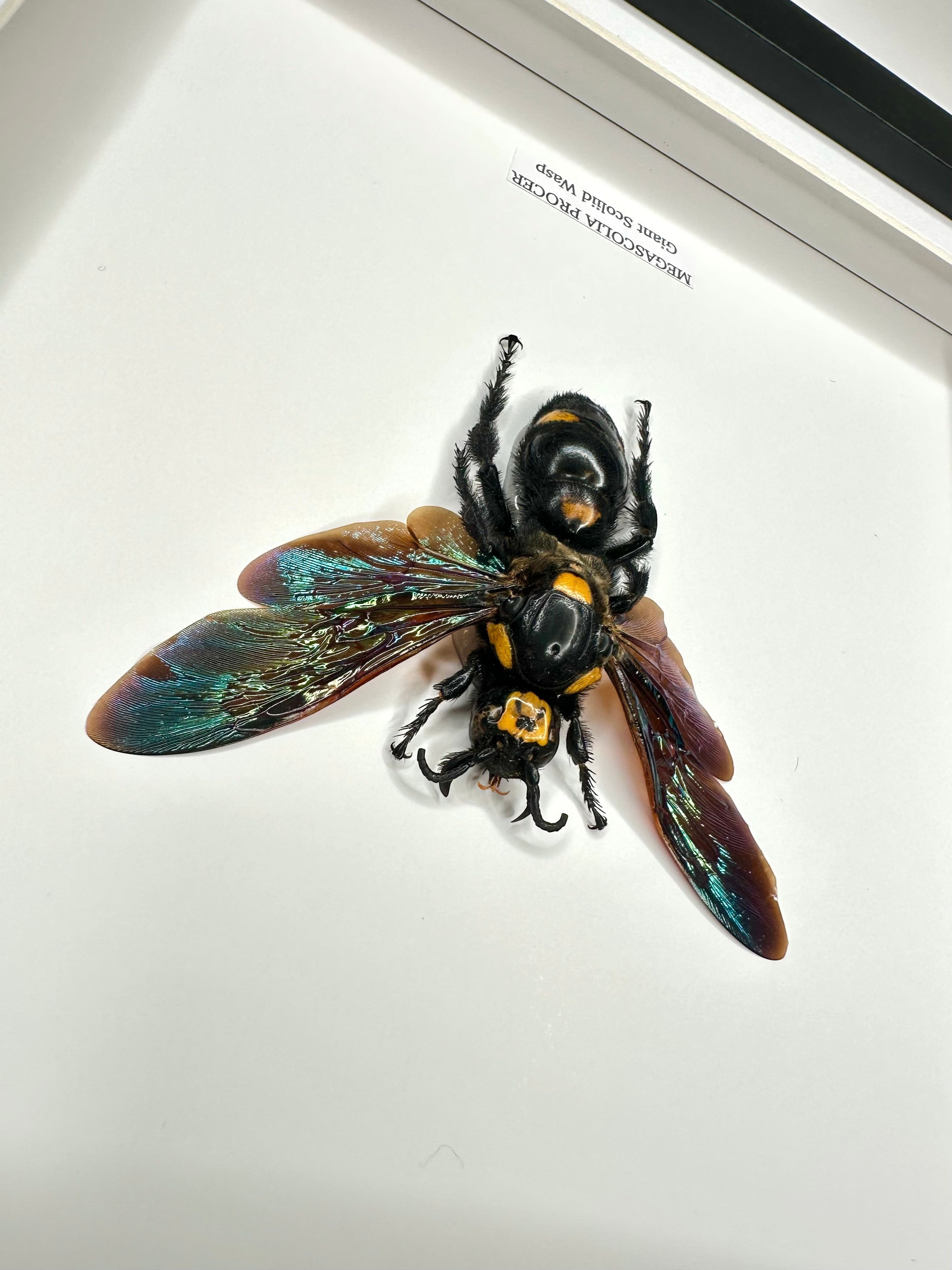 Giant Scoliid Wasp also known as a Female Megascolia Procer framed in a black shadow frame Medium Frame, Taxidermy Entomology Home Decor Natural Framed Art hand made by cuteaholic gifts