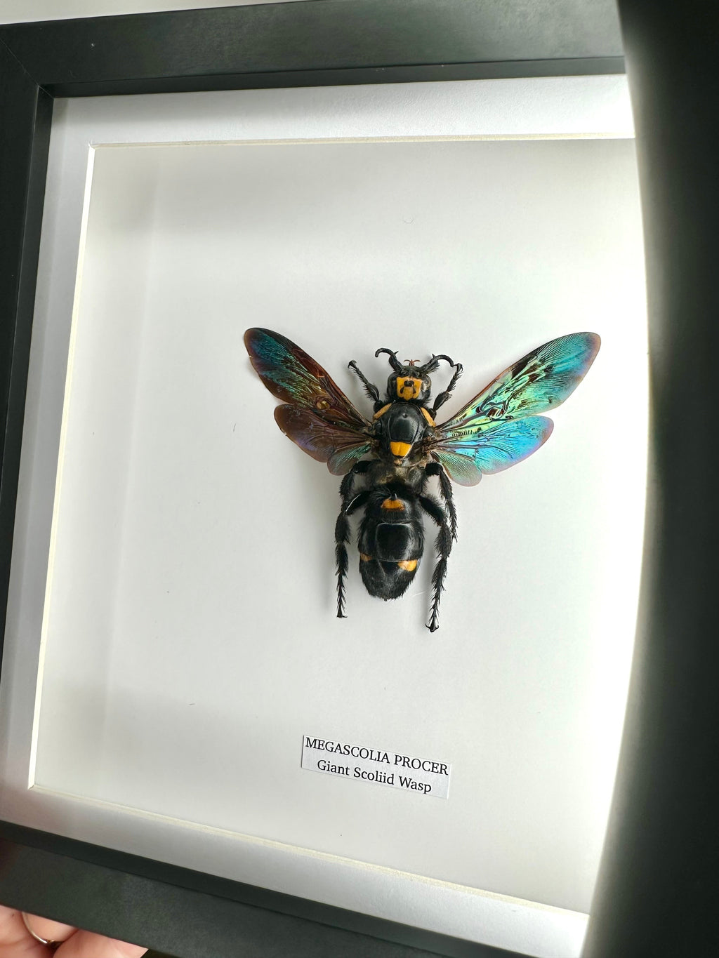 Giant Scoliid Wasp also known as a Female Megascolia Procer framed in a black shadow frame Medium Frame, Taxidermy Entomology Home Decor Natural Framed Art hand made by cuteaholic gifts