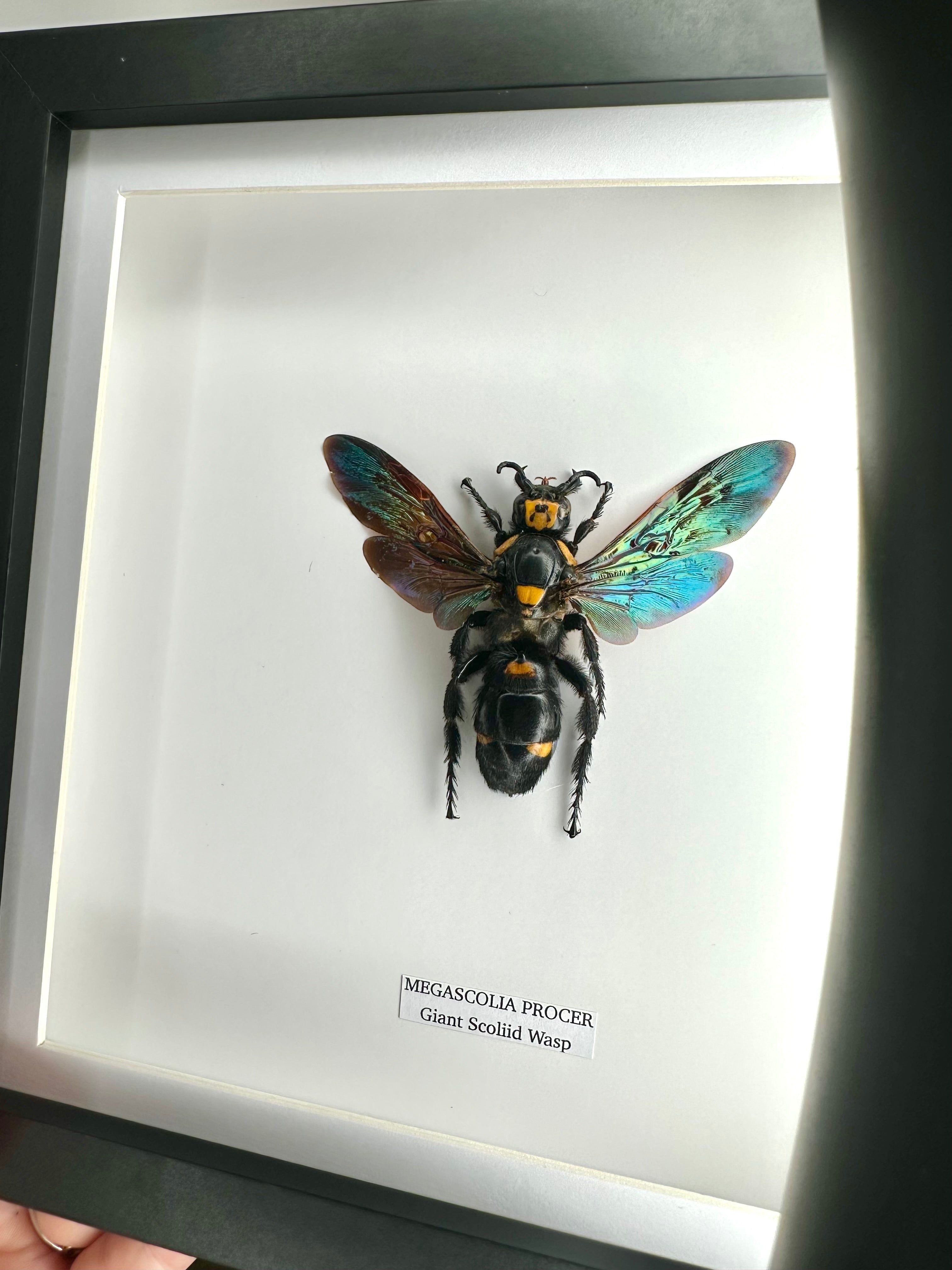 Giant Scoliid Wasp also known as a Female Megascolia Procer framed in a black shadow frame Medium Frame, Taxidermy Entomology Home Decor Natural Framed Art hand made by cuteaholic gifts