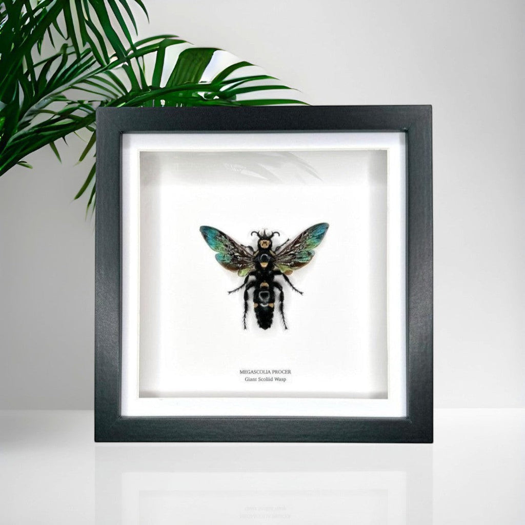 Giant Scoliid Wasp also known as a Female Megascolia Procer framed in a black shadow frame Medium Frame, Taxidermy Entomology Home Decor Natural Framed Art hand made by cuteaholic gifts