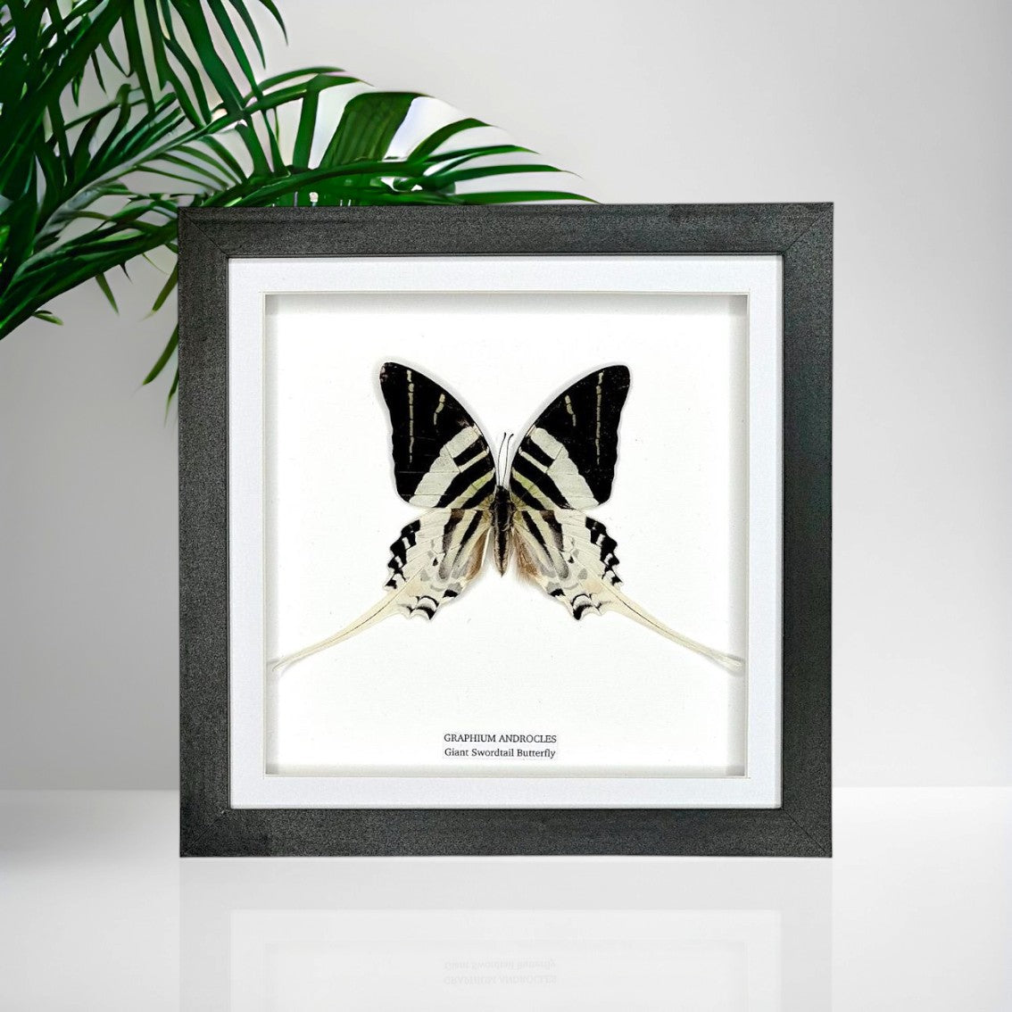 Giant Swordtail Butterfly | Graphium Androcles | Medium Frame • Taxidermy Entomology Home Decor Framed Art