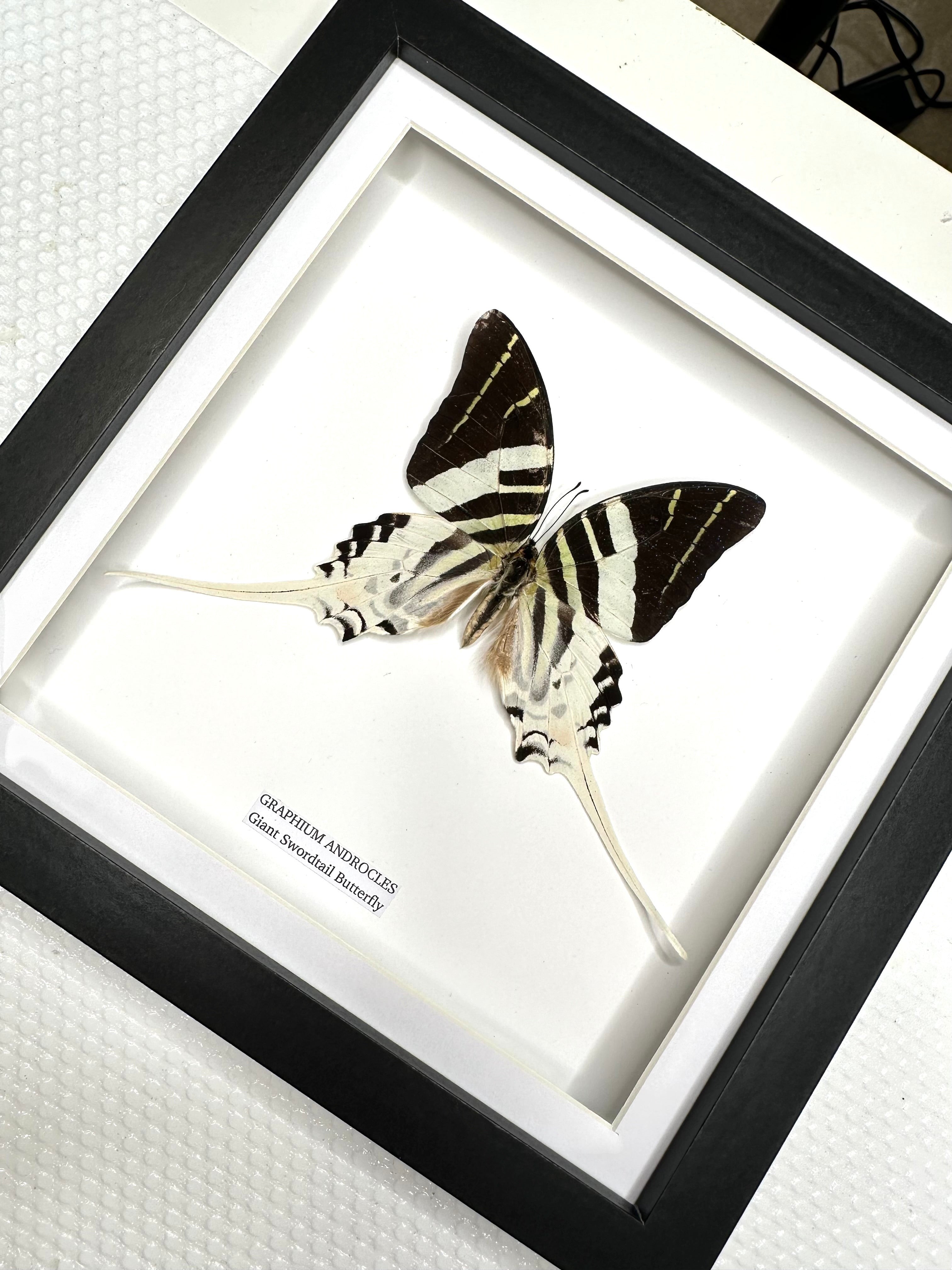 Giant Swordtail Butterfly | Graphium Androcles | Medium Frame • Taxidermy Entomology Home Decor Framed Art