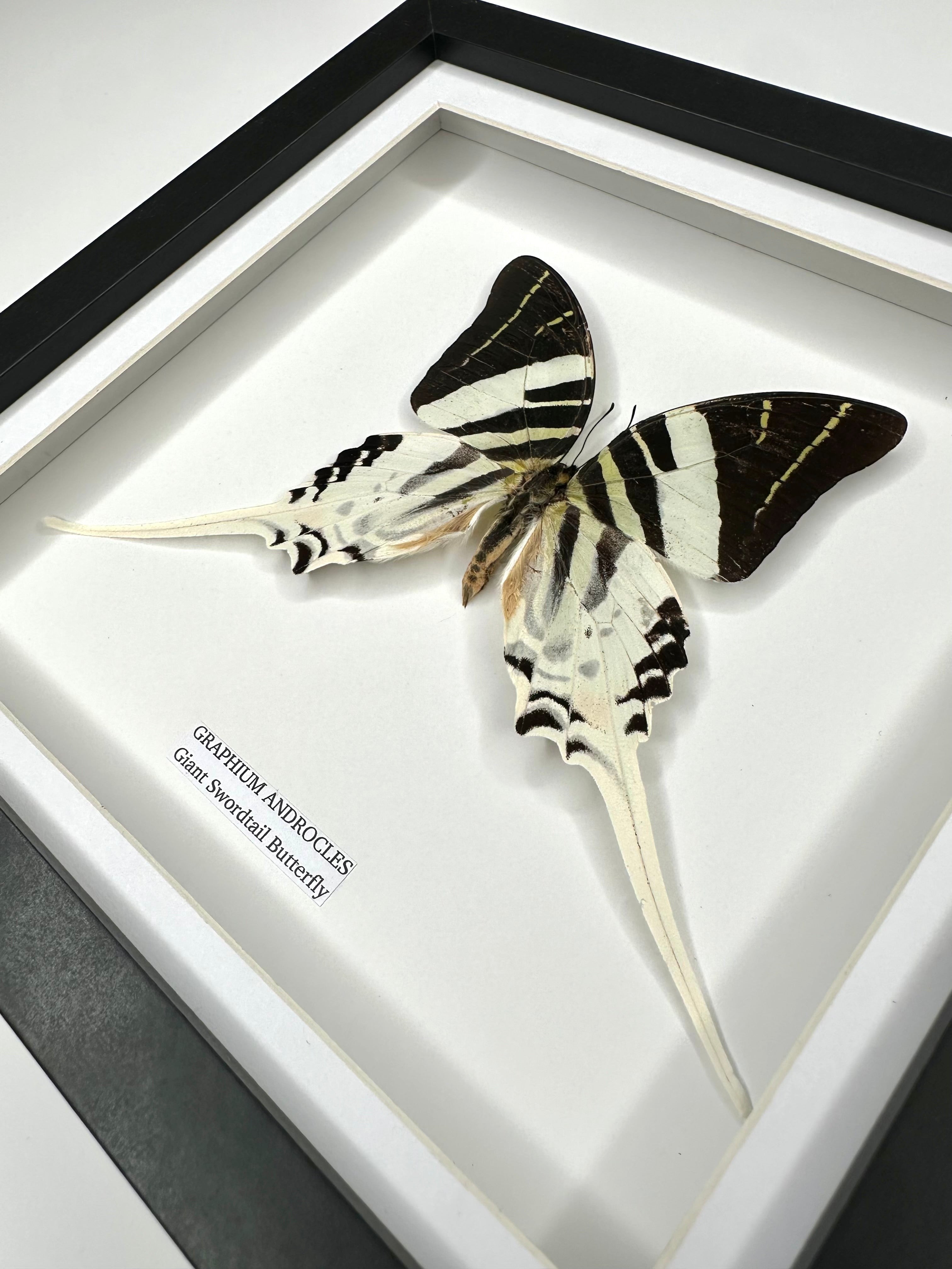 Giant Swordtail Butterfly | Graphium Androcles | Medium black shadow Frame - Taxidermy Entomology Home Decor Framed Natural Art handmade by cuteaholic gifts