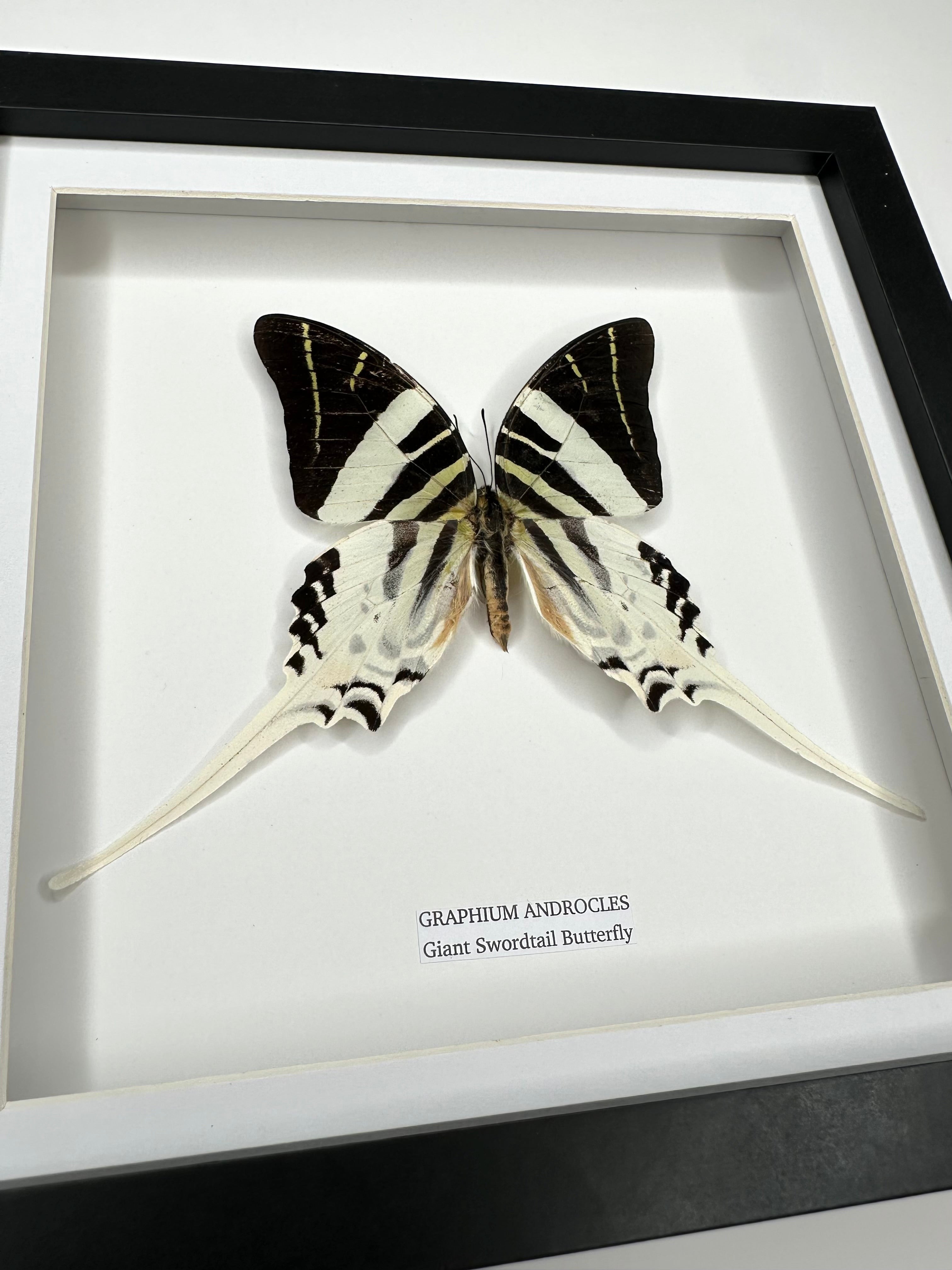 Giant Swordtail Butterfly | Graphium Androcles | Medium black shadow Frame - Taxidermy Entomology Home Decor Framed Natural Art handmade by cuteaholic gifts