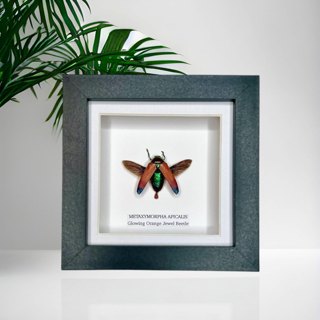 Glowing Orange Beetle | Small Frame • Taxidermy Entomology Home Decor Framed Art