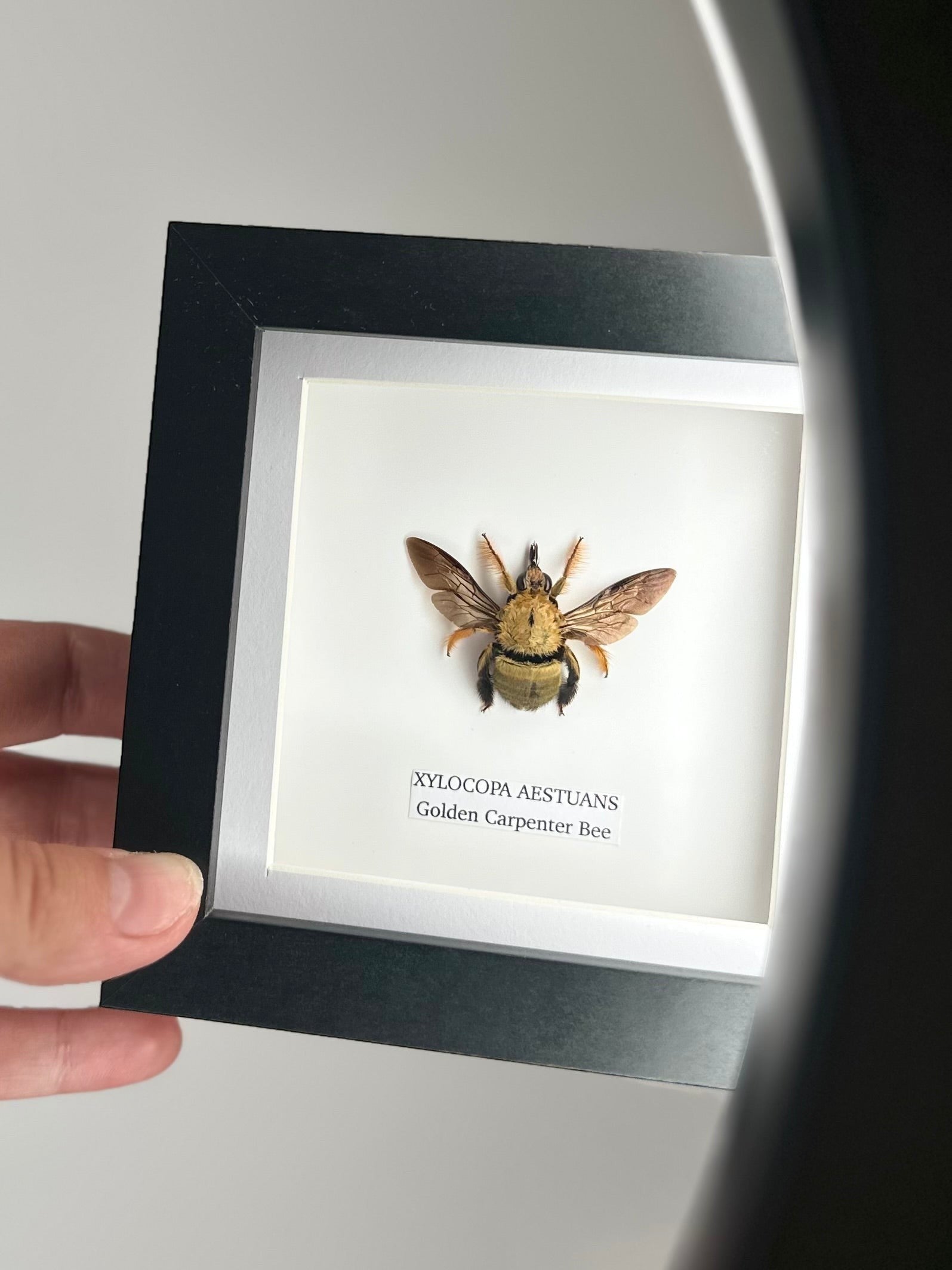 Gold Carpenter Bee | Xylocopa Aestuans | Small black deep Frame - Taxidermy Entomology Home Decor Framed Natural Art handmade by cuteaholic gifts