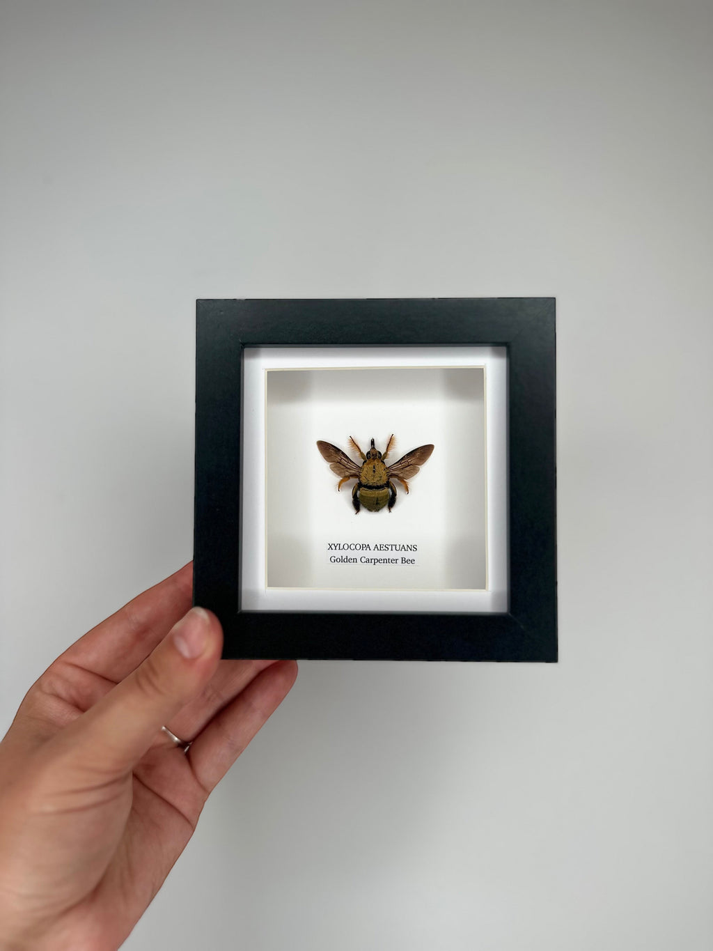 Gold Carpenter Bee | Xylocopa Aestuans | Small black deep Frame - Taxidermy Entomology Home Decor Framed Natural Art handmade by cuteaholic gifts