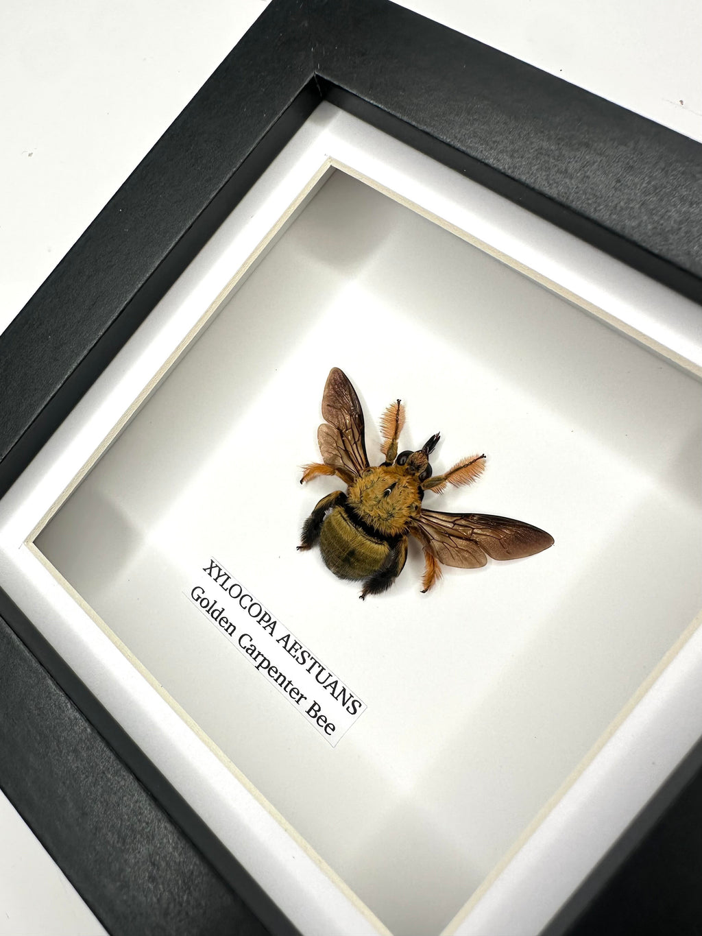 Gold Carpenter Bee | Xylocopa Aestuans | Small black deep Frame - Taxidermy Entomology Home Decor Framed Natural Art handmade by cuteaholic gifts