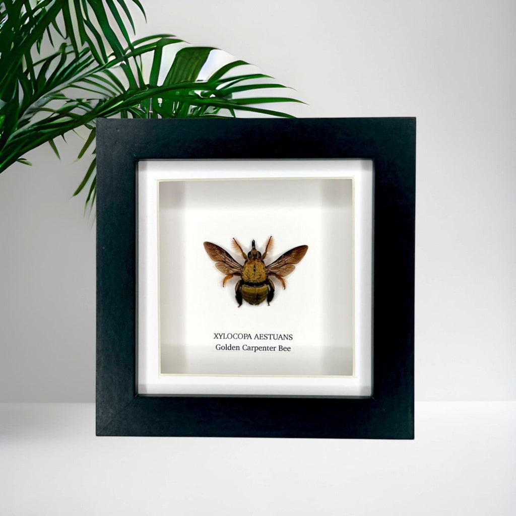 Gold Carpenter Bee | Xylocopa Aestuans | Small black deep Frame - Taxidermy Entomology Home Decor Framed Natural Art handmade by cuteaholic gifts