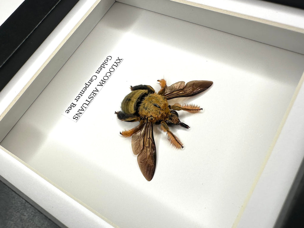 Gold Carpenter Bee | Xylocopa Aestuans | Small black deep Frame - Taxidermy Entomology Home Decor Framed Natural Art handmade by cuteaholic gifts