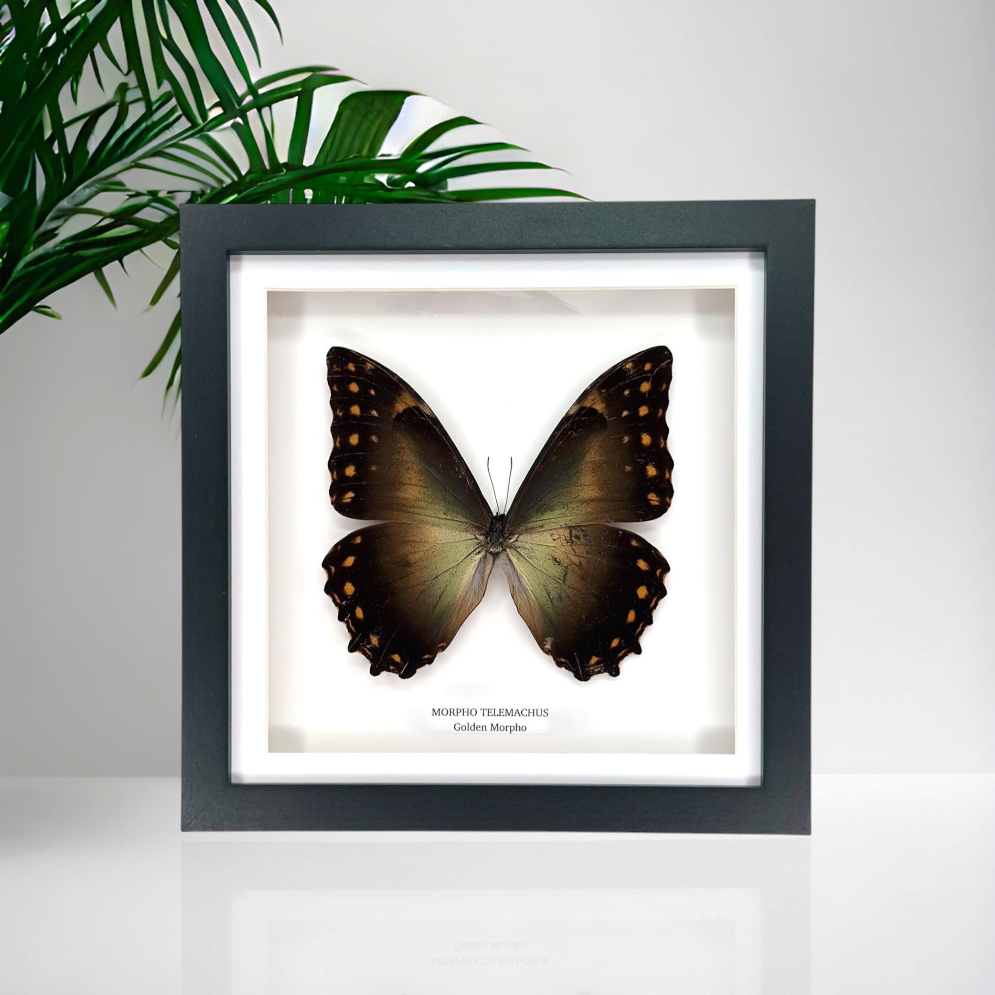 Golden Morpho | Morpho Telemachus | Medium Frame • Taxidermy Entomology Home Decor Framed Art