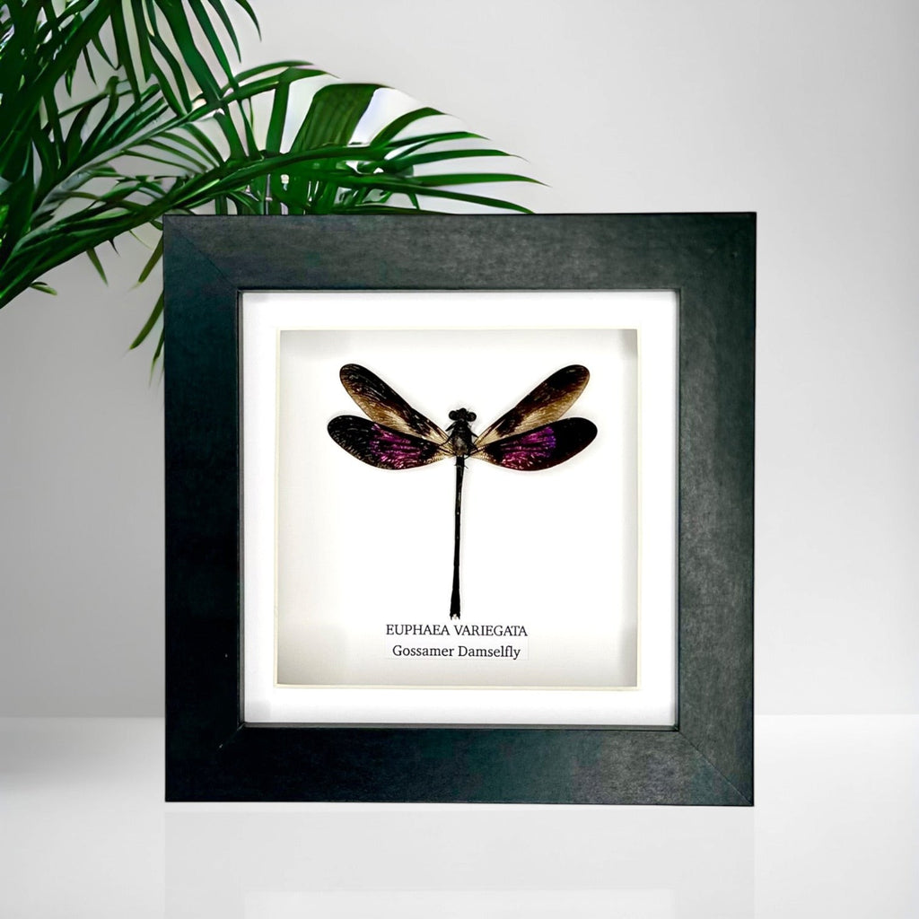 Gossomar Damselfy also known as Euphaea Variegata | Small Frame - Taxidermy Entomology Home Decor Framed Natural Art by cuteaholic gifts blue teal green pink purple damselfly dragonfly