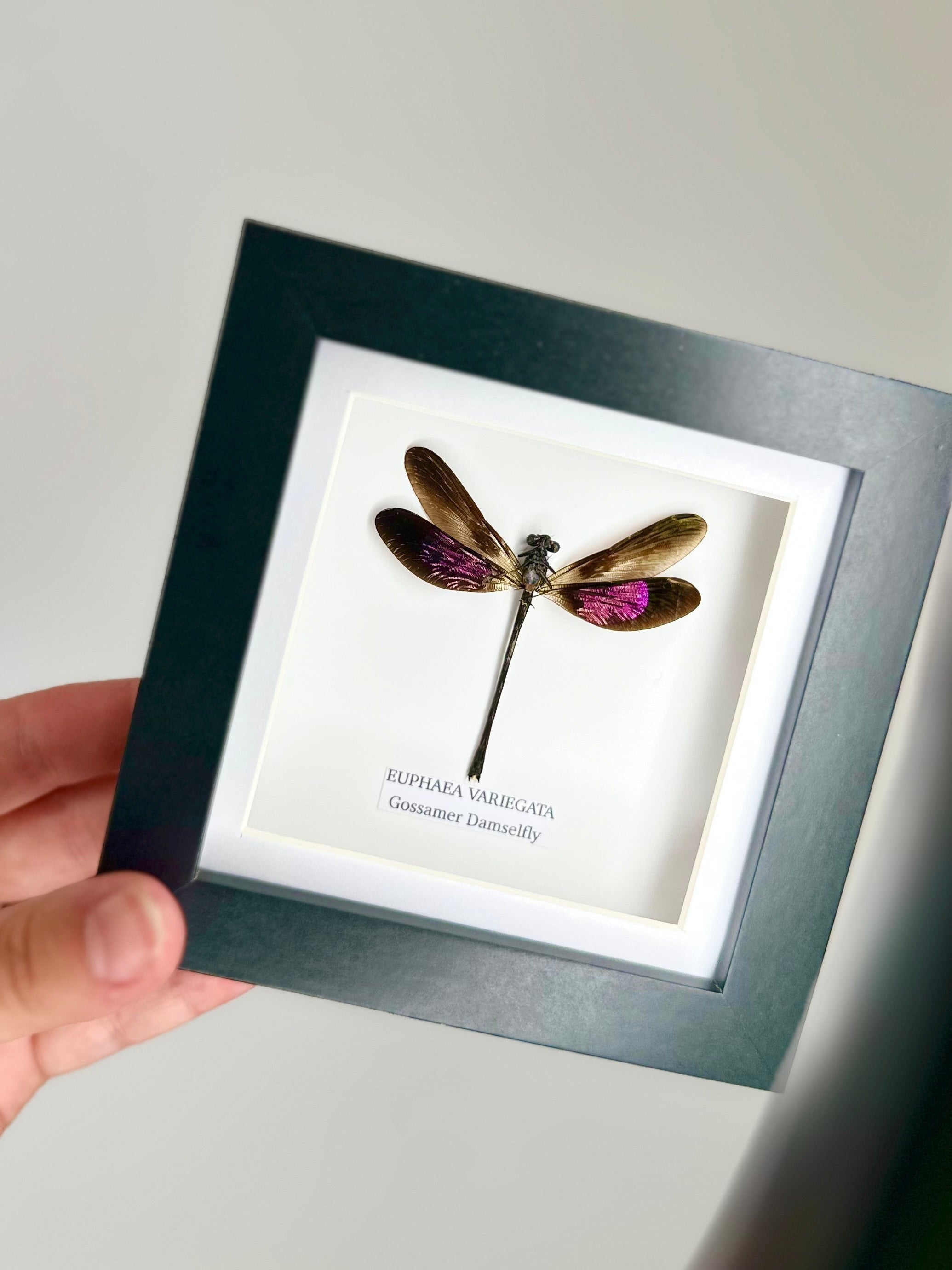 Gossomar Damselfy also known as Euphaea Variegata | Small Frame - Taxidermy Entomology Home Decor Framed Natural Art by cuteaholic gifts blue teal green pink purple damselfly dragonfly