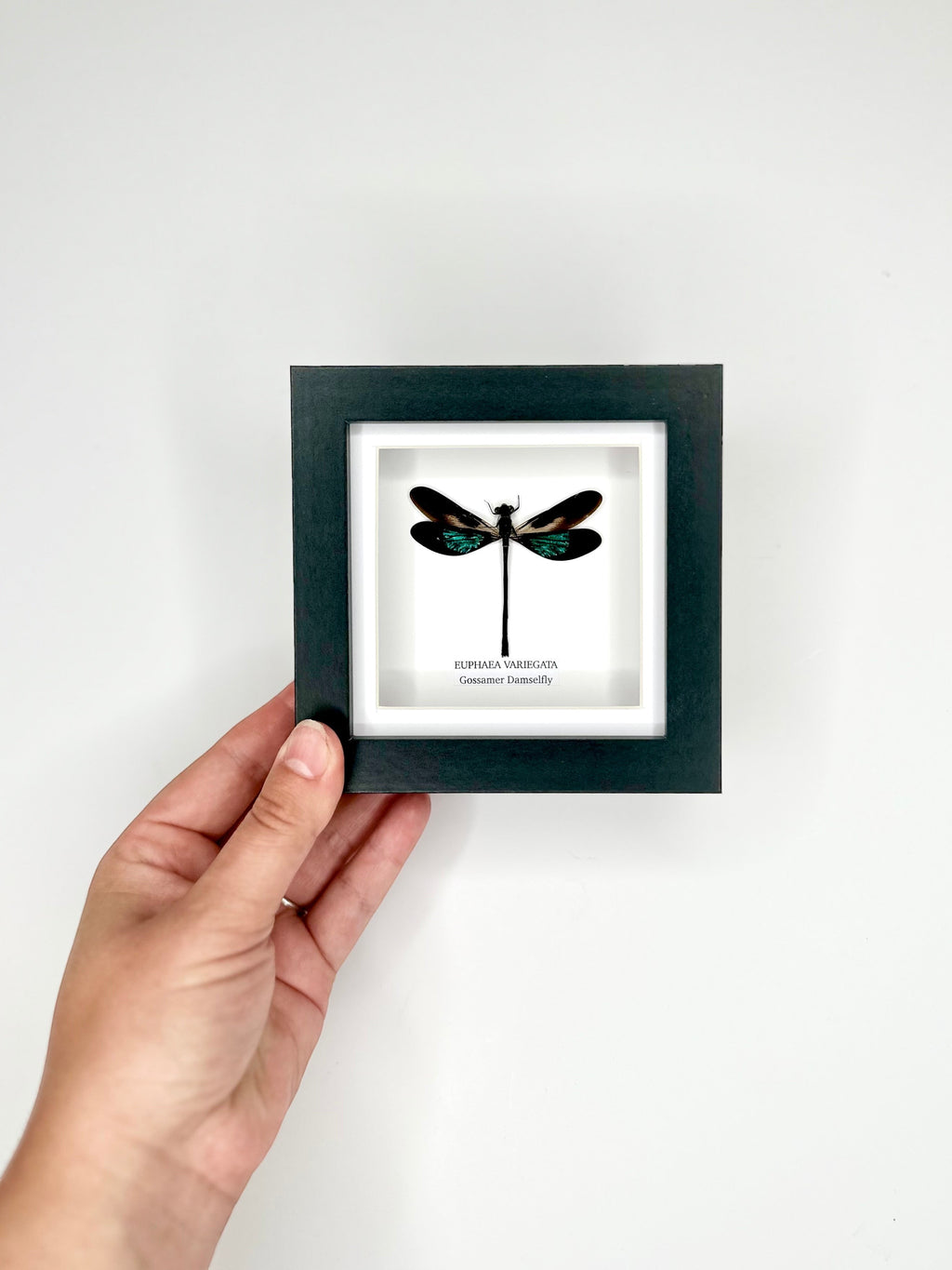 Gossomar Damselfy also known as Euphaea Variegata | Small Frame - Taxidermy Entomology Home Decor Framed Natural Art by cuteaholic gifts blue teal green pink purple damselfly dragonfly