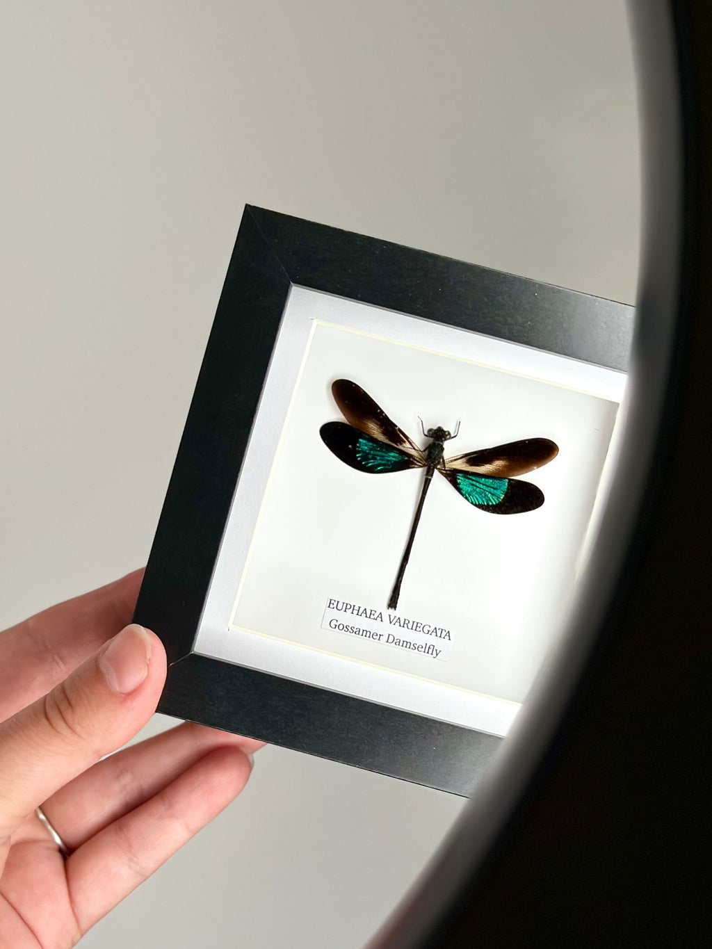Gossomar Damselfy also known as Euphaea Variegata | Small Frame - Taxidermy Entomology Home Decor Framed Natural Art by cuteaholic gifts blue teal green pink purple damselfly dragonfly