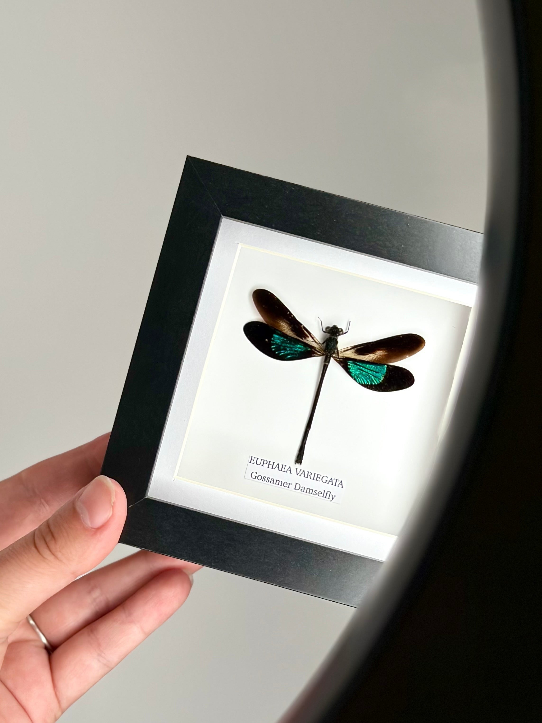 Gossomar Damselfy also known as Euphaea Variegata | Small Frame - Taxidermy Entomology Home Decor Framed Natural Art by cuteaholic gifts blue teal green pink purple damselfly dragonfly