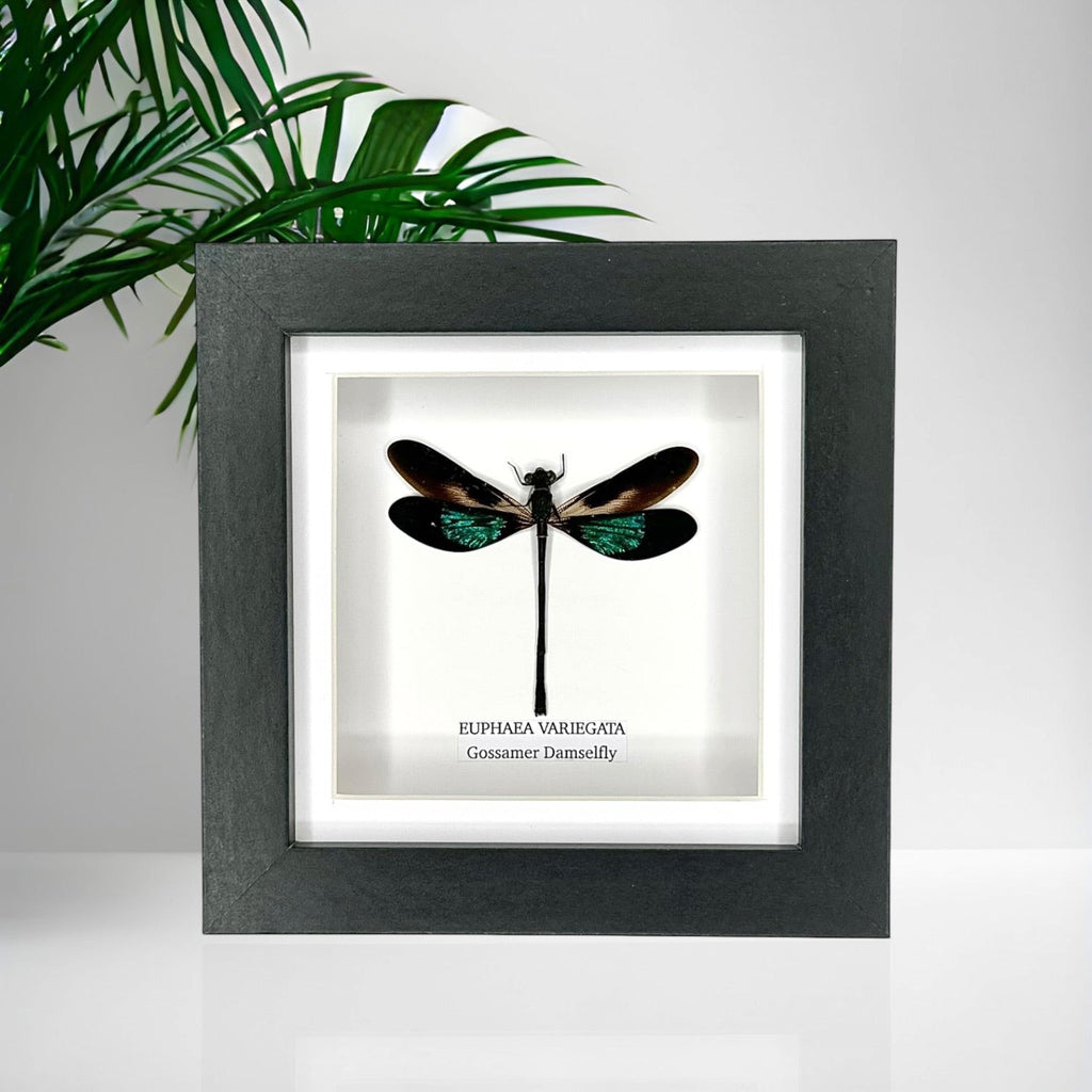 Gossomar Damselfy also known as Euphaea Variegata | Small Frame - Taxidermy Entomology Home Decor Framed Natural Art by cuteaholic gifts blue teal green pink purple damselfly dragonfly