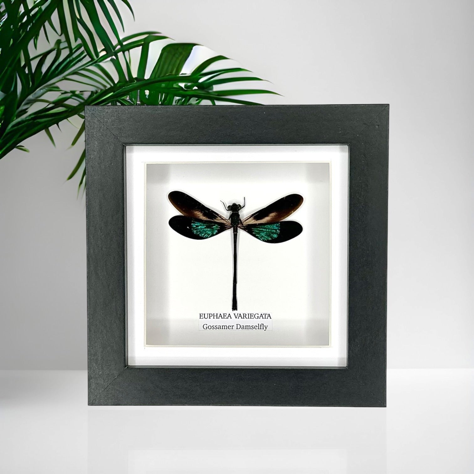 Gossomar Damselfy also known as Euphaea Variegata | Small Frame - Taxidermy Entomology Home Decor Framed Natural Art by cuteaholic gifts blue teal green pink purple damselfly dragonfly