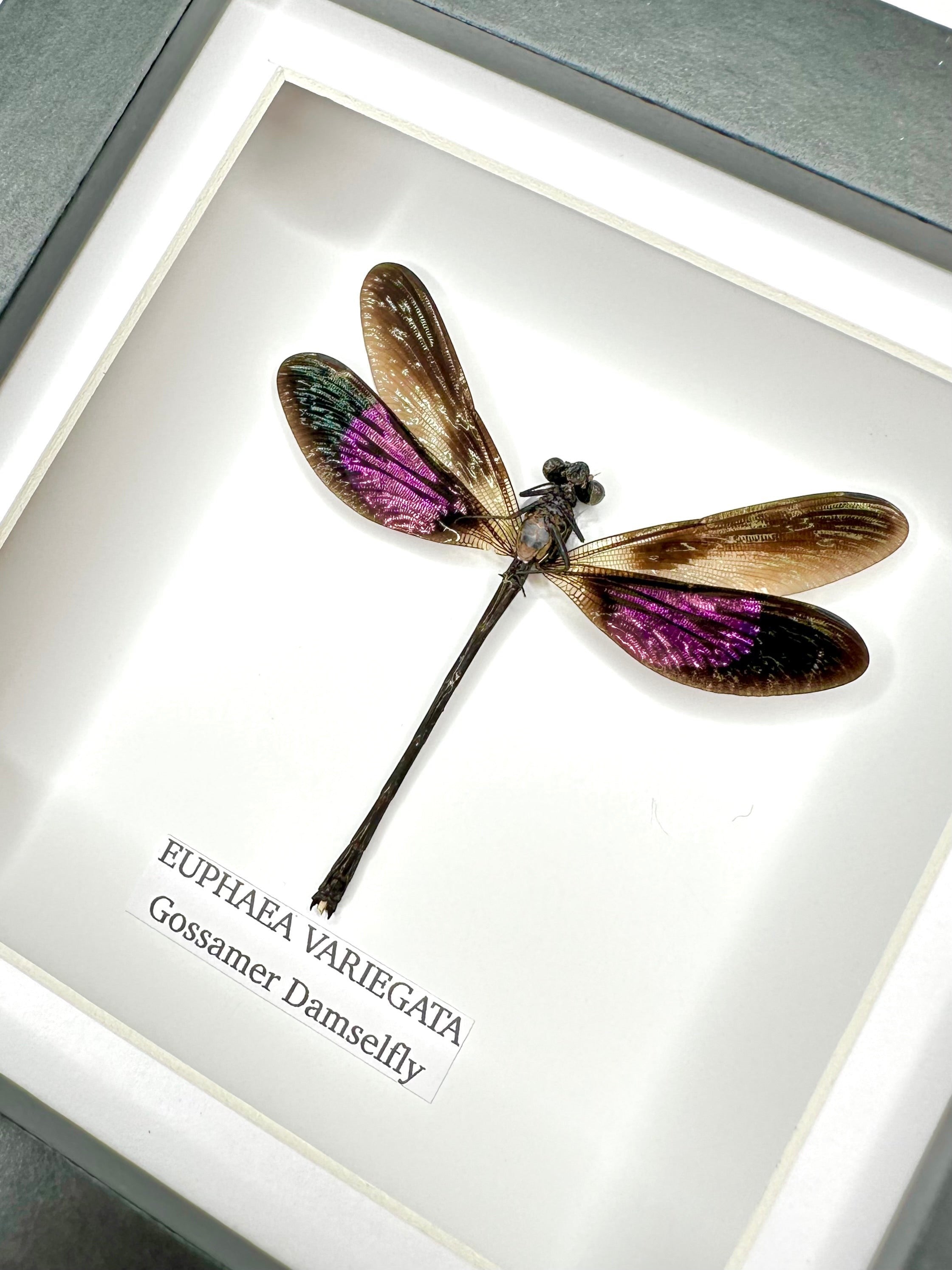 Gossomar Damselfy also known as Euphaea Variegata | Small Frame - Taxidermy Entomology Home Decor Framed Natural Art by cuteaholic gifts blue teal green pink purple damselfly dragonfly