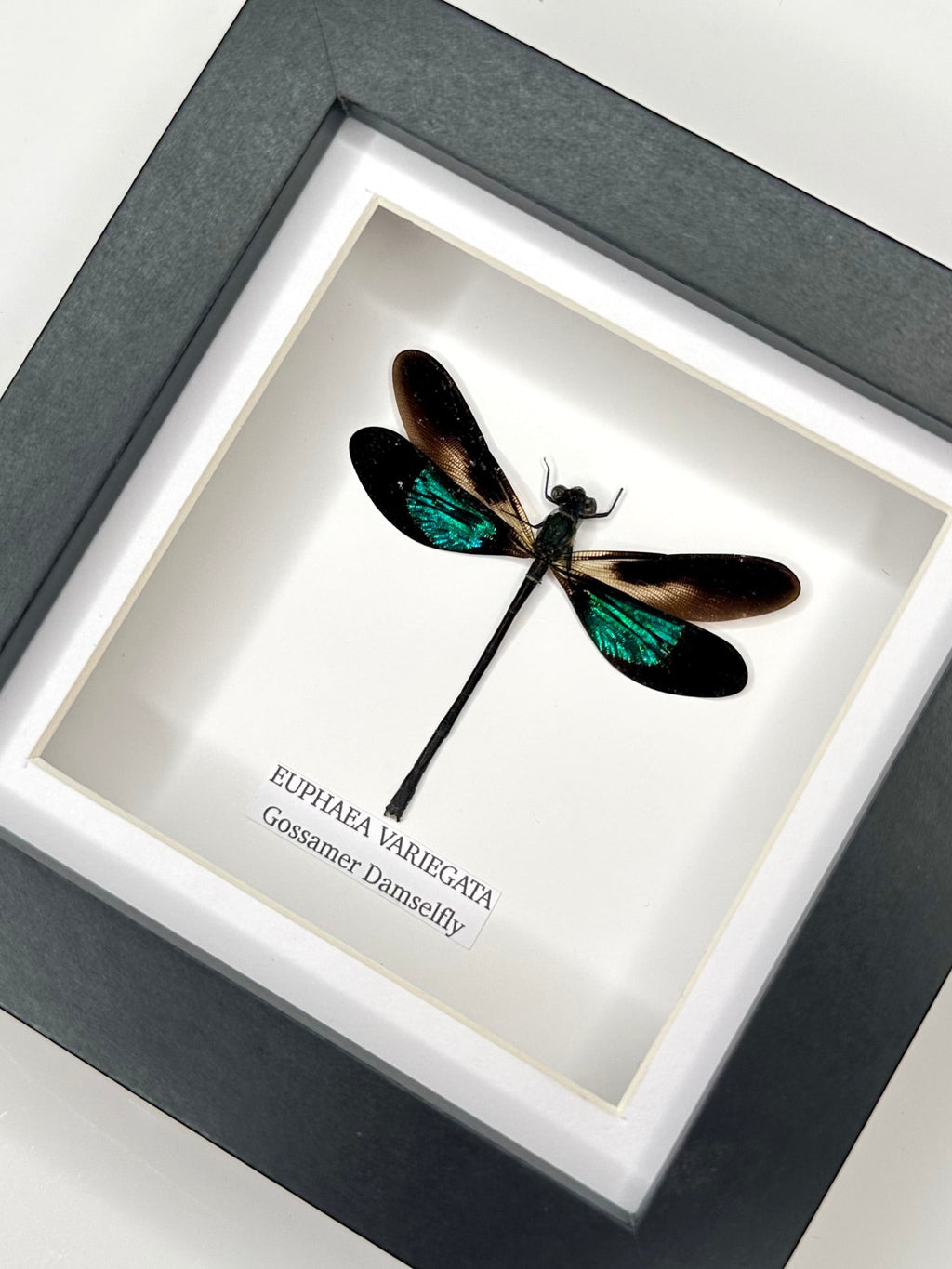 Gossomar Damselfy also known as Euphaea Variegata | Small Frame - Taxidermy Entomology Home Decor Framed Natural Art by cuteaholic gifts blue teal green pink purple damselfly dragonfly